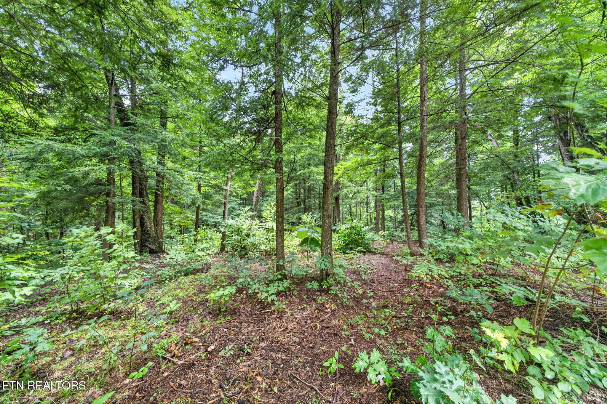 12-web-or-mls-50 Ross Pl_052_TNPC - 50 Ross Place, Monterey, TN 38574