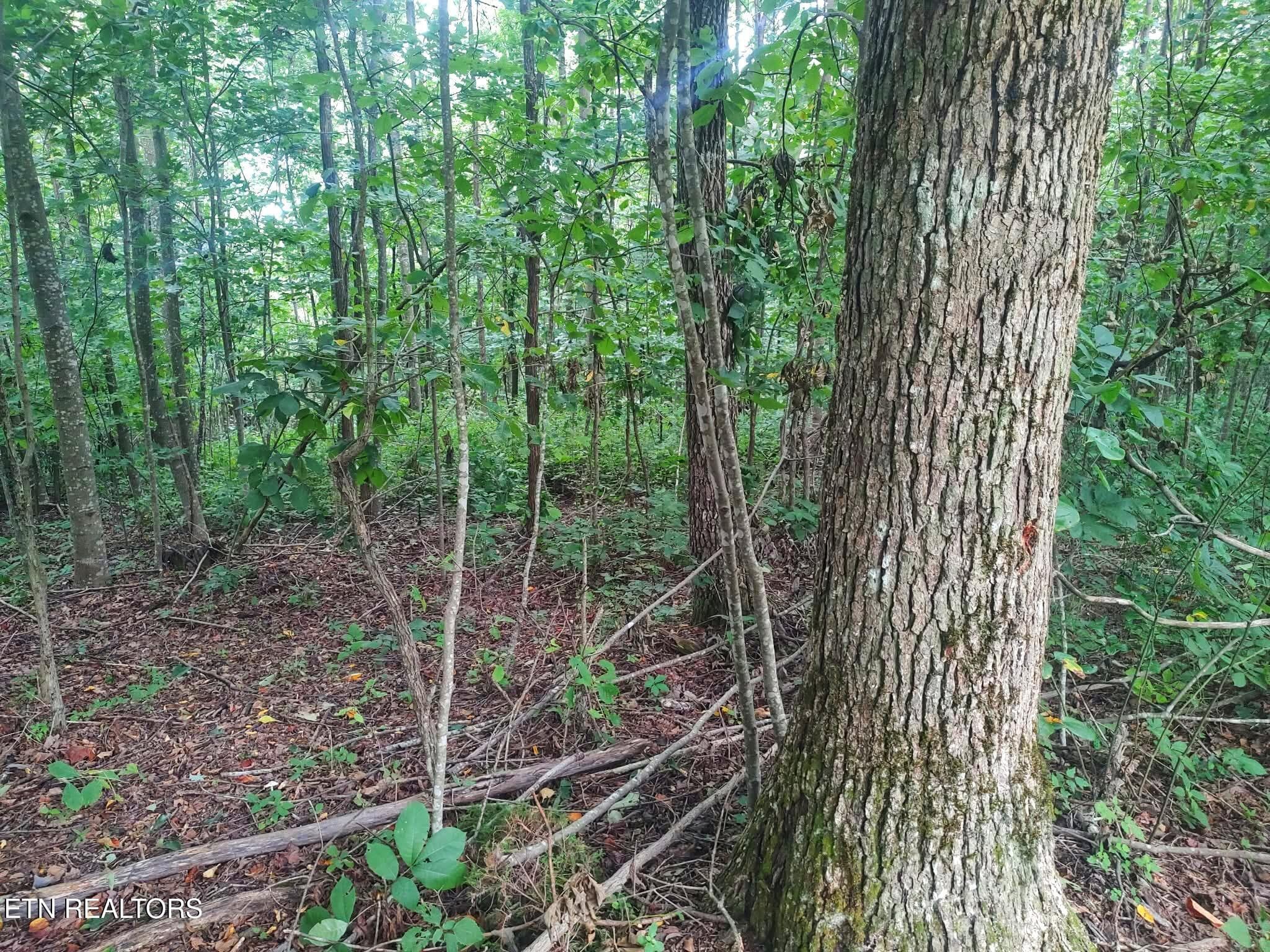 1000021539 - 18.5 acres Raccoon Ridge Rd, Spring City, TN 37381