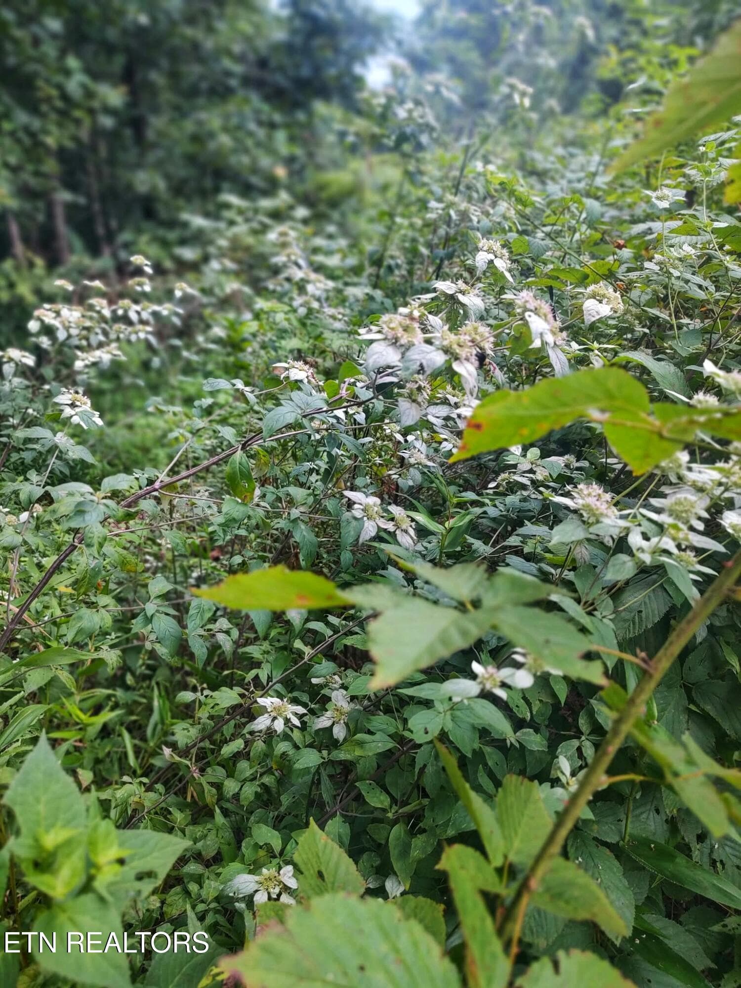 1000021535 - 18.5 acres Raccoon Ridge Rd, Spring City, TN 37381