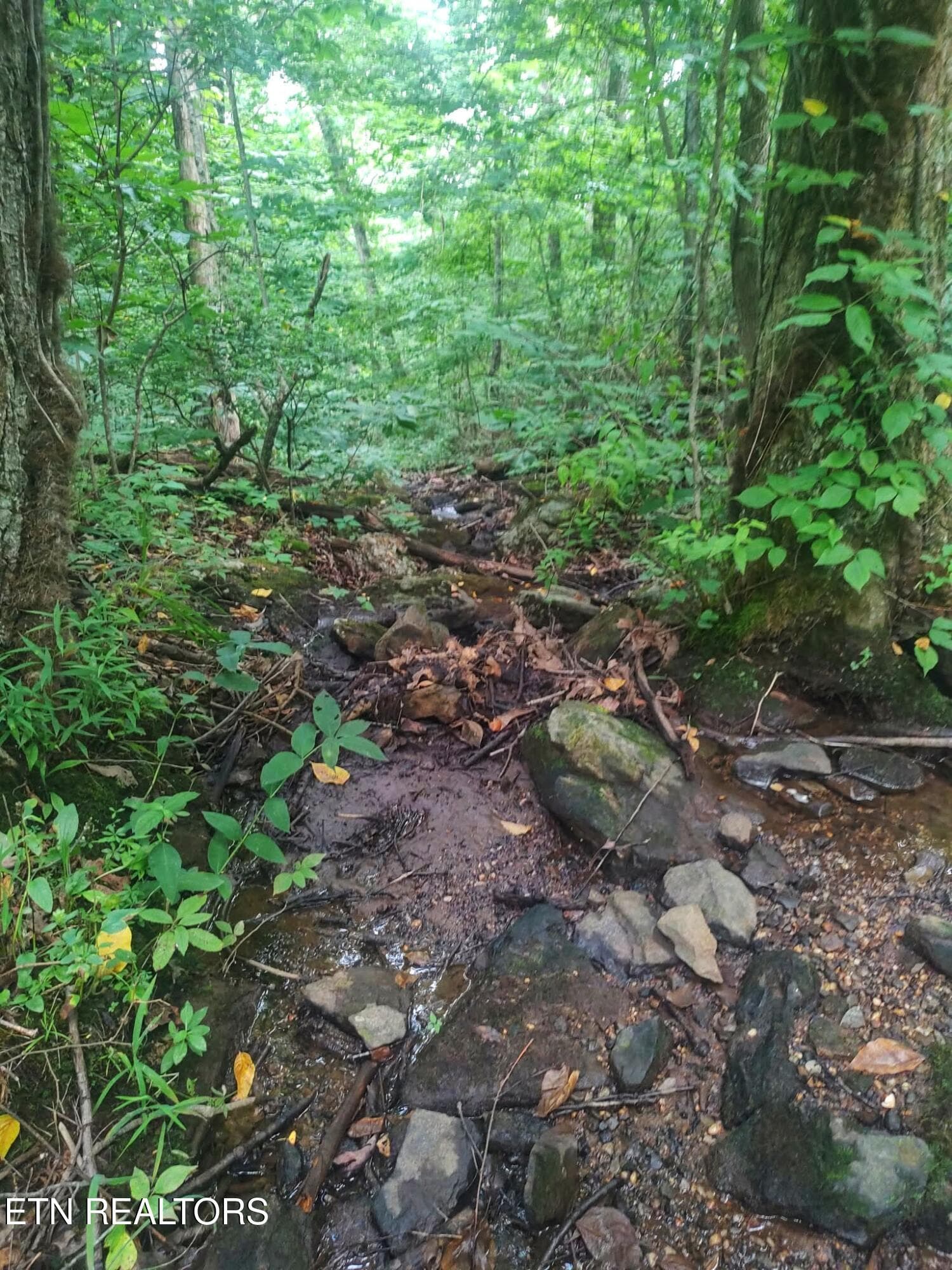 1000021533 - 18.5 acres Raccoon Ridge Rd, Spring City, TN 37381