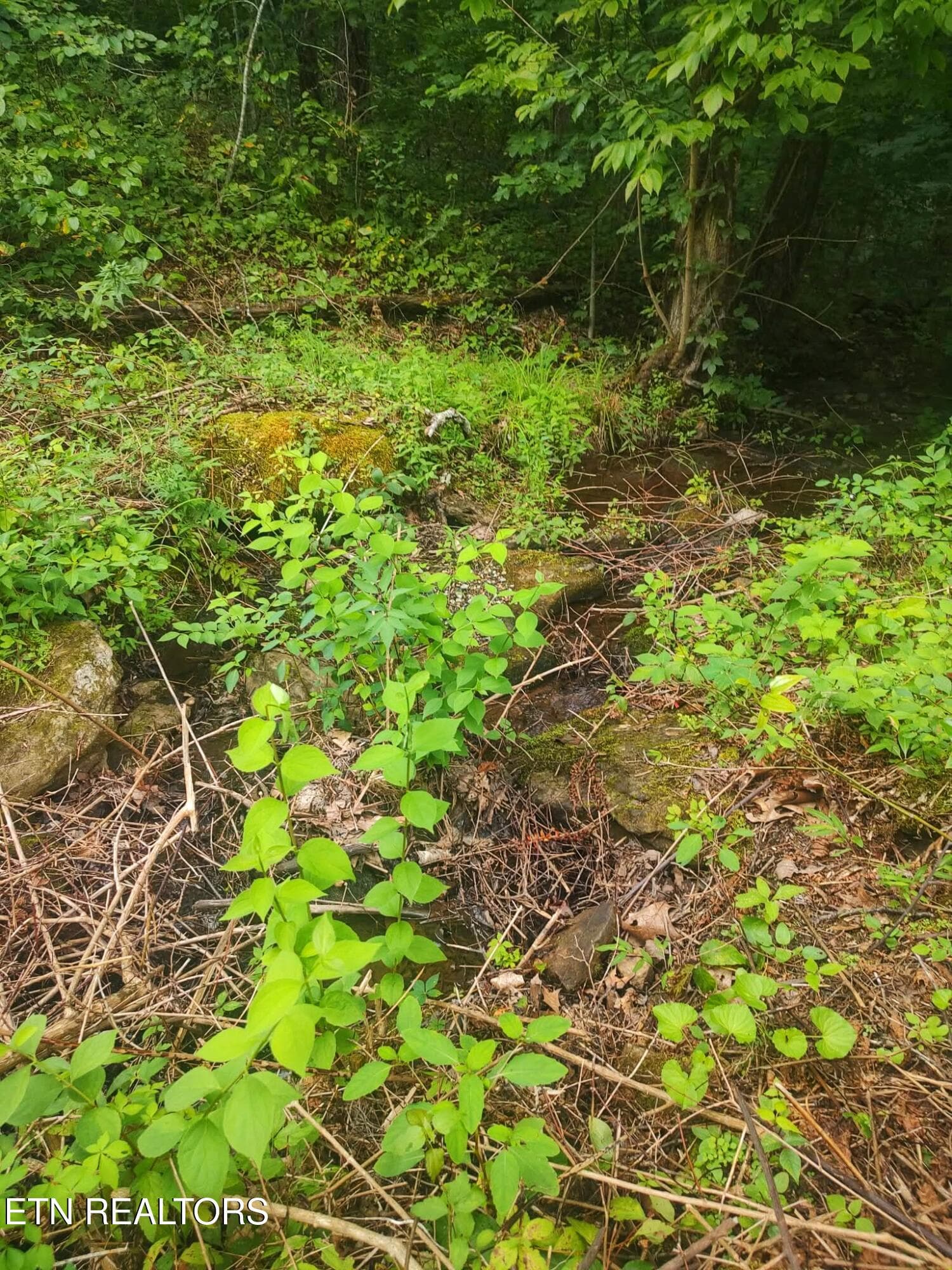 1000021532 - 18.5 acres Raccoon Ridge Rd, Spring City, TN 37381