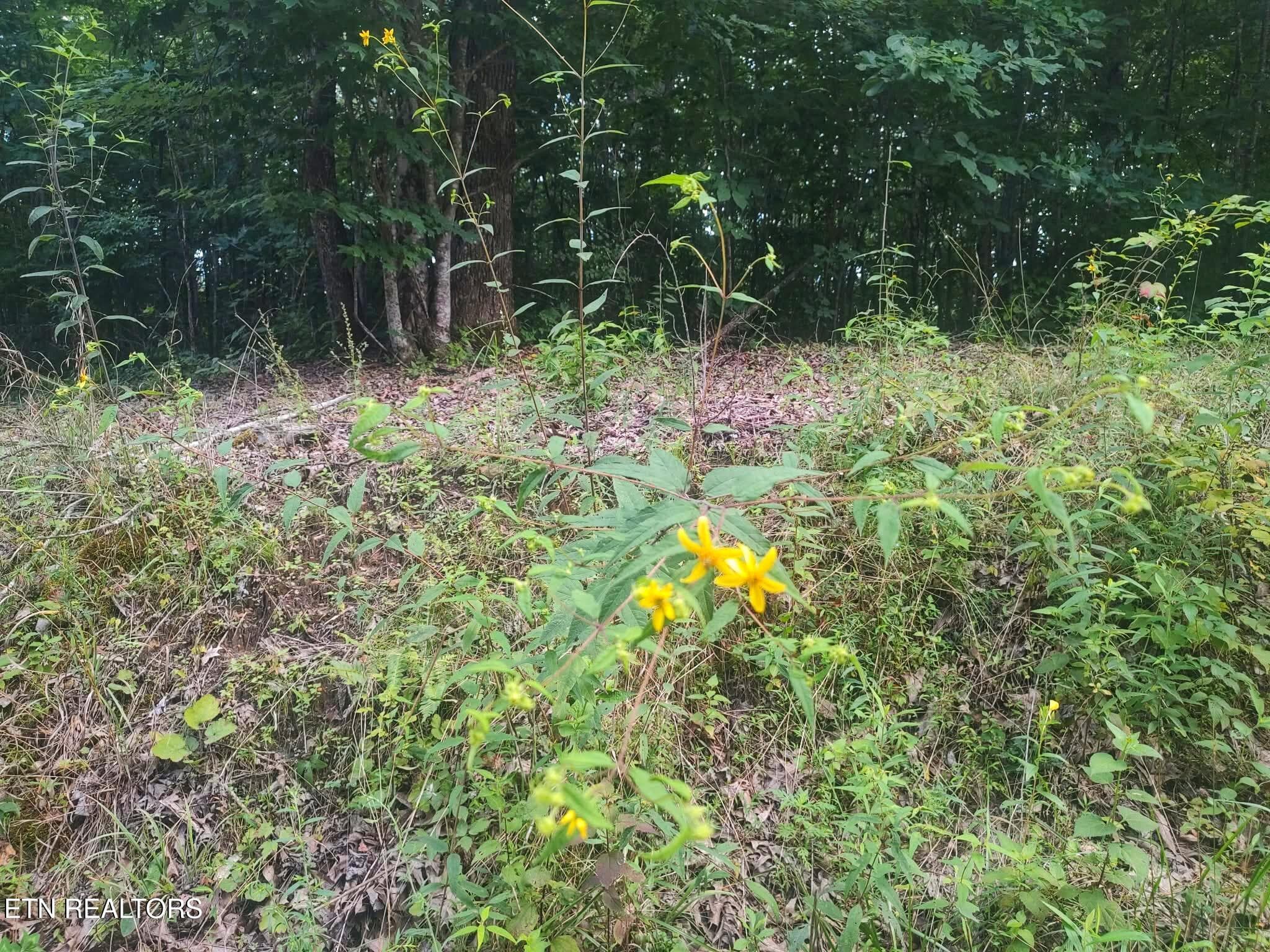 1000021531 - 18.5 acres Raccoon Ridge Rd, Spring City, TN 37381