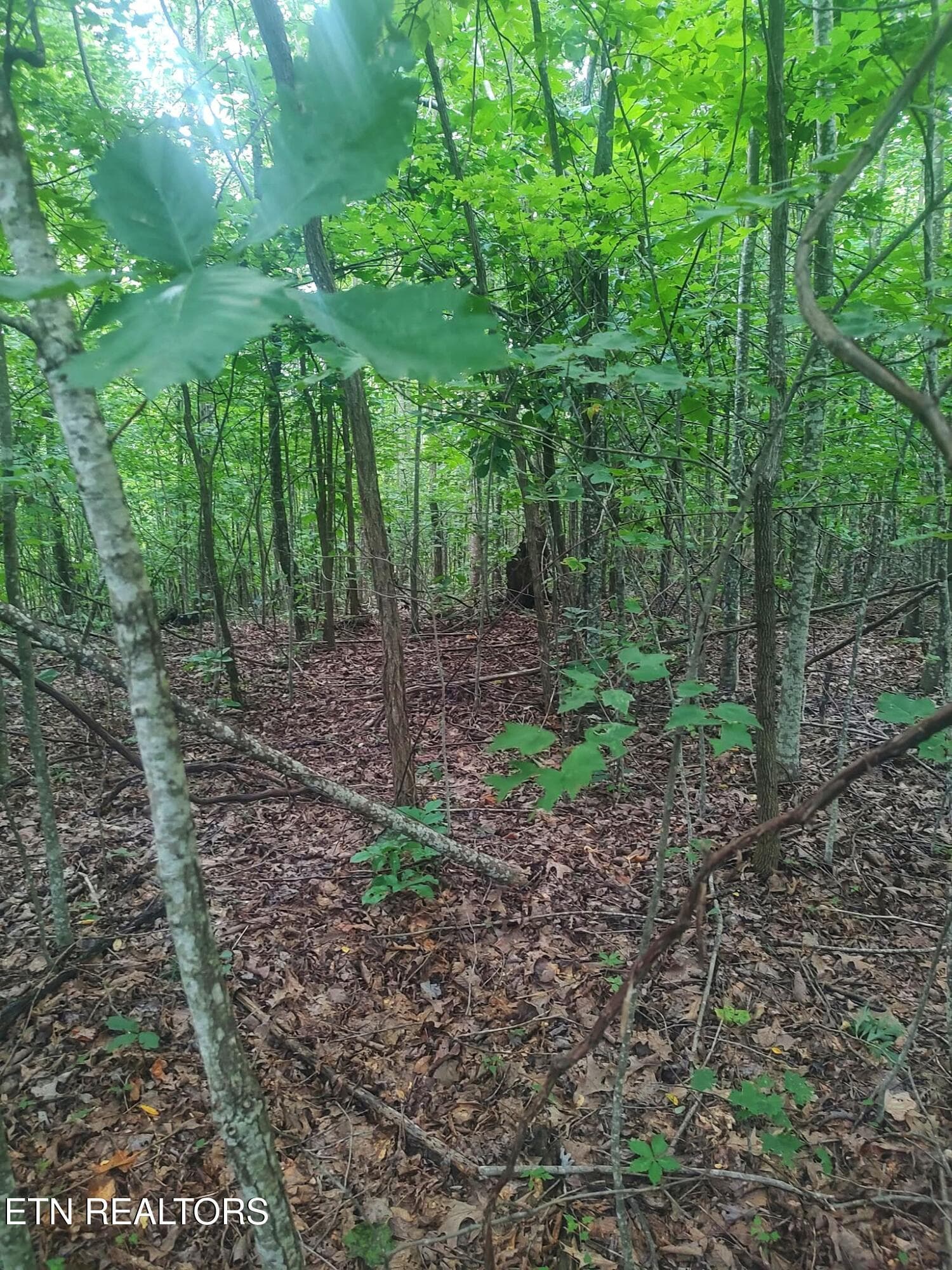 1000021529 - 18.5 acres Raccoon Ridge Rd, Spring City, TN 37381