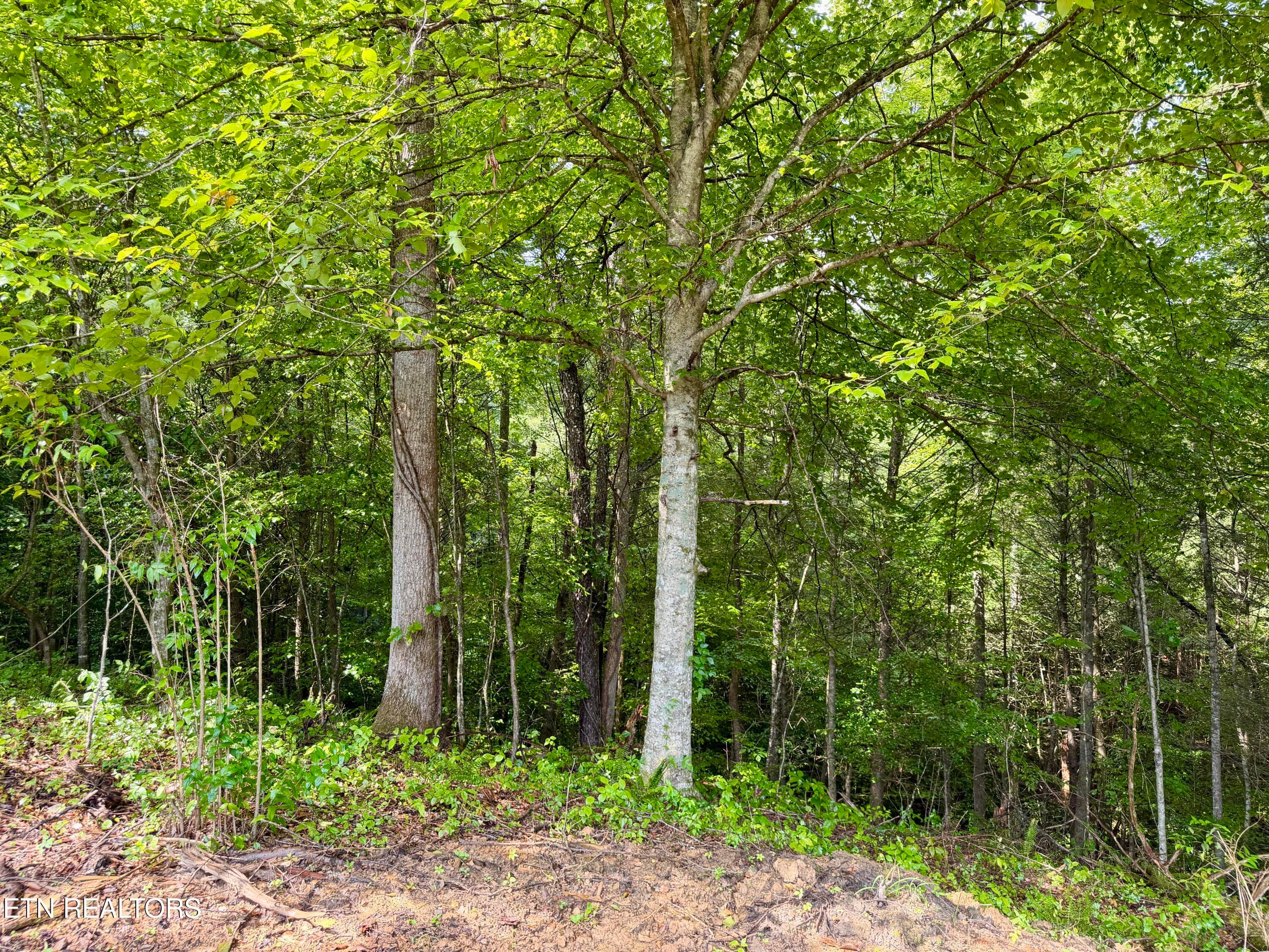 IMG_6296 - 0 Melvin Hollow Rd, Pioneer, TN 37847