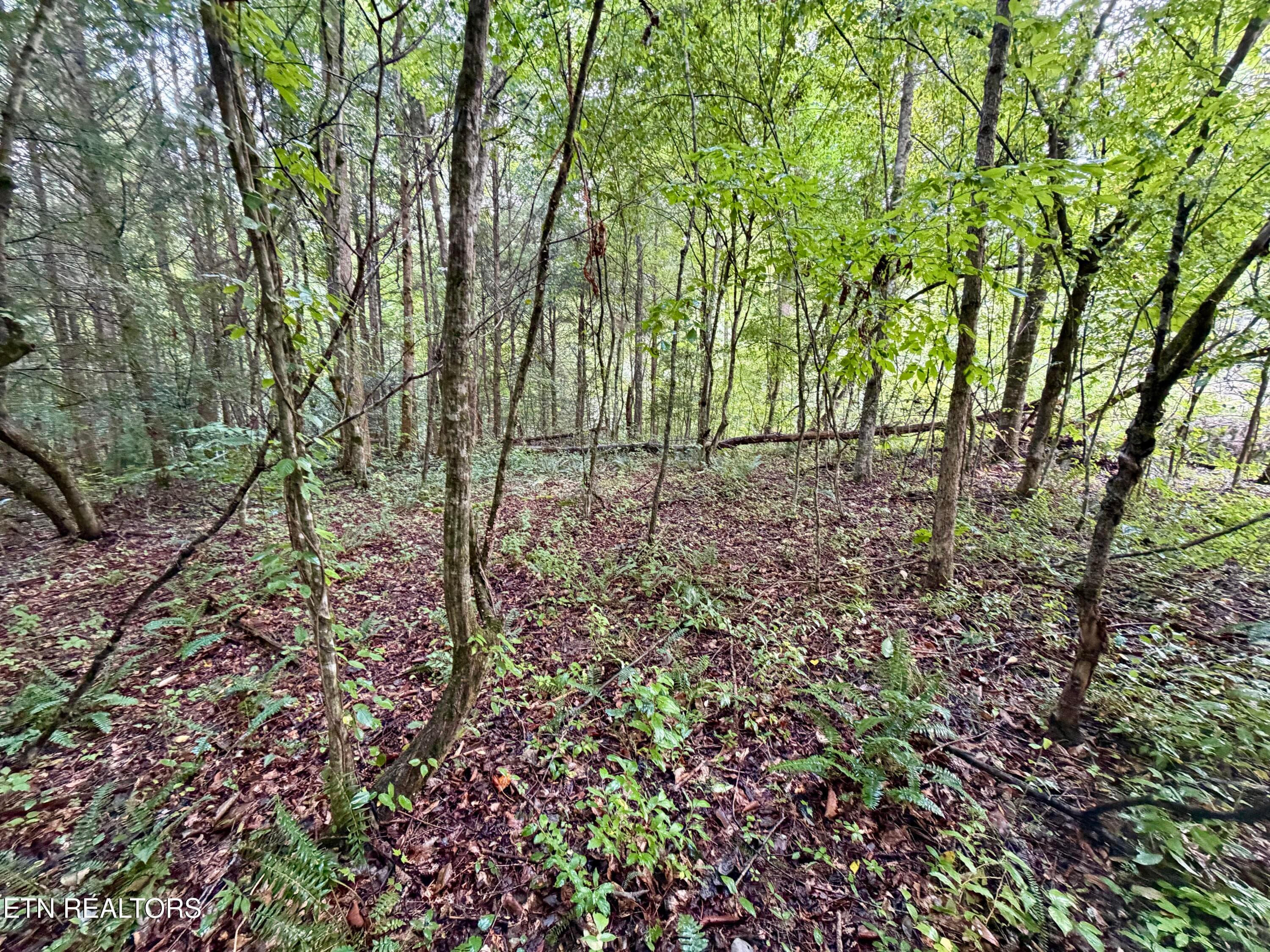 IMG_6301 - 0 Melvin Hollow Rd, Pioneer, TN 37847