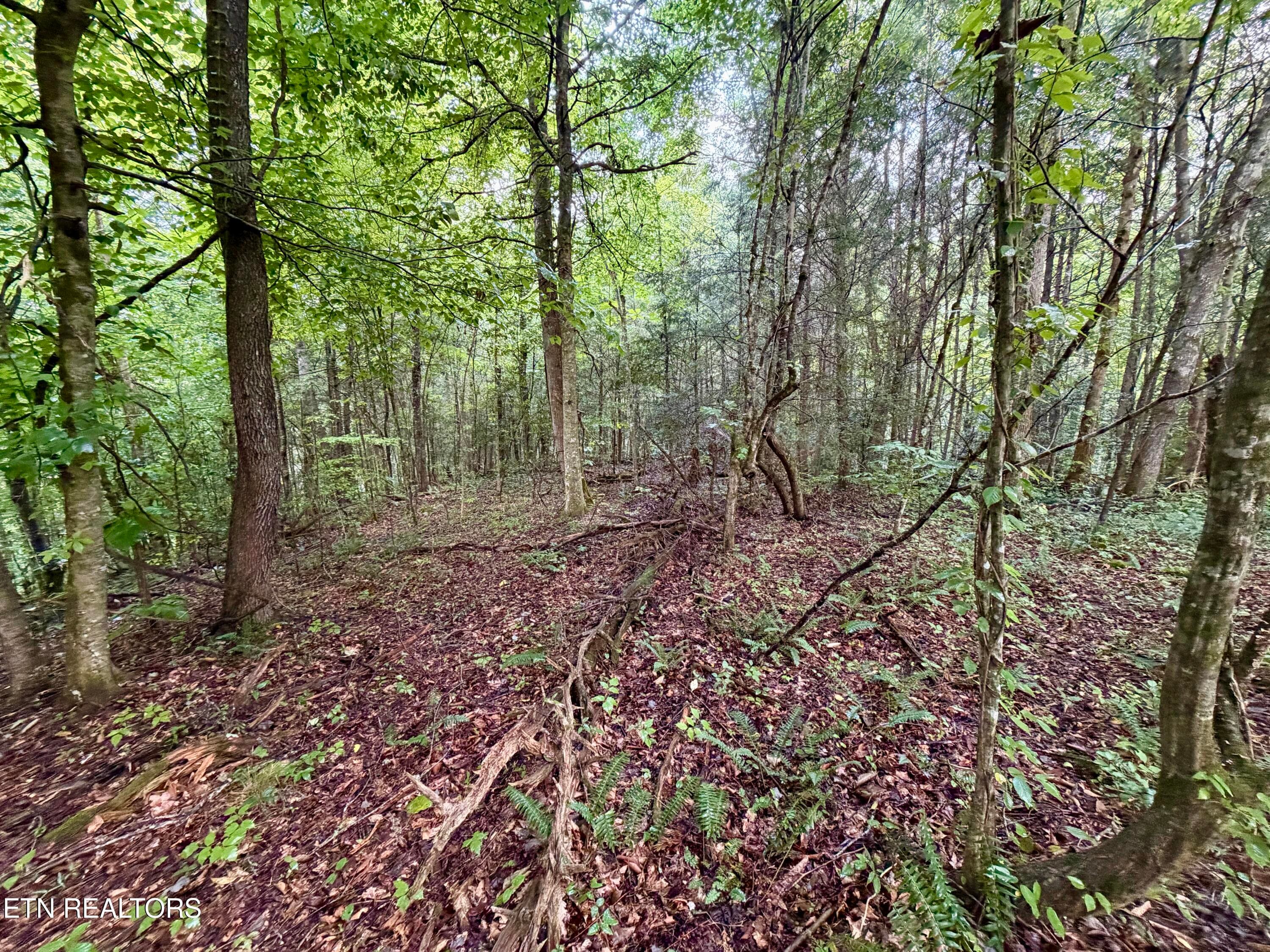 IMG_6302 - 0 Melvin Hollow Rd, Pioneer, TN 37847