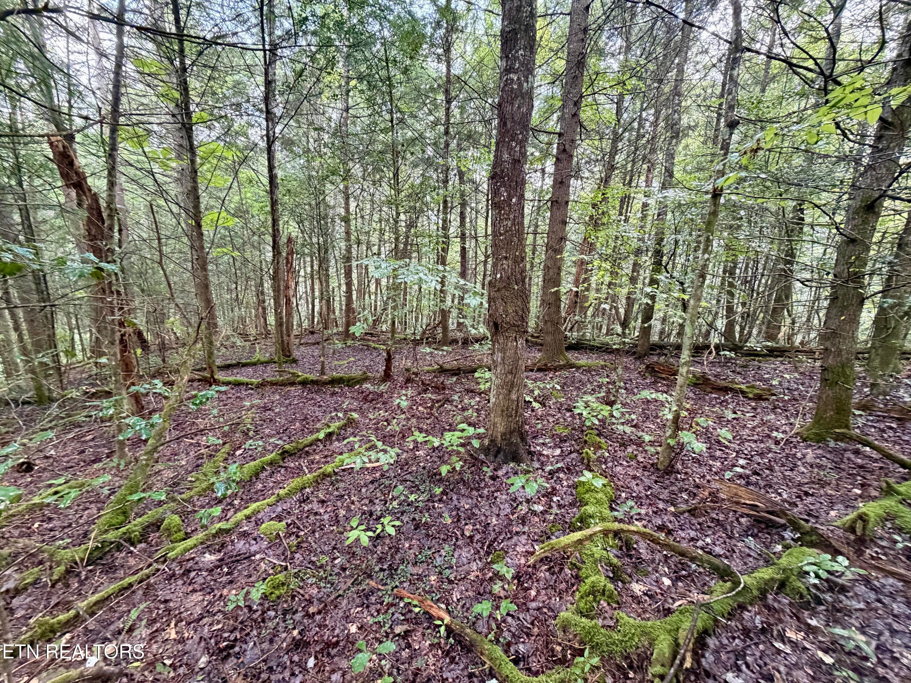 IMG_6303 - 0 Melvin Hollow Rd, Pioneer, TN 37847