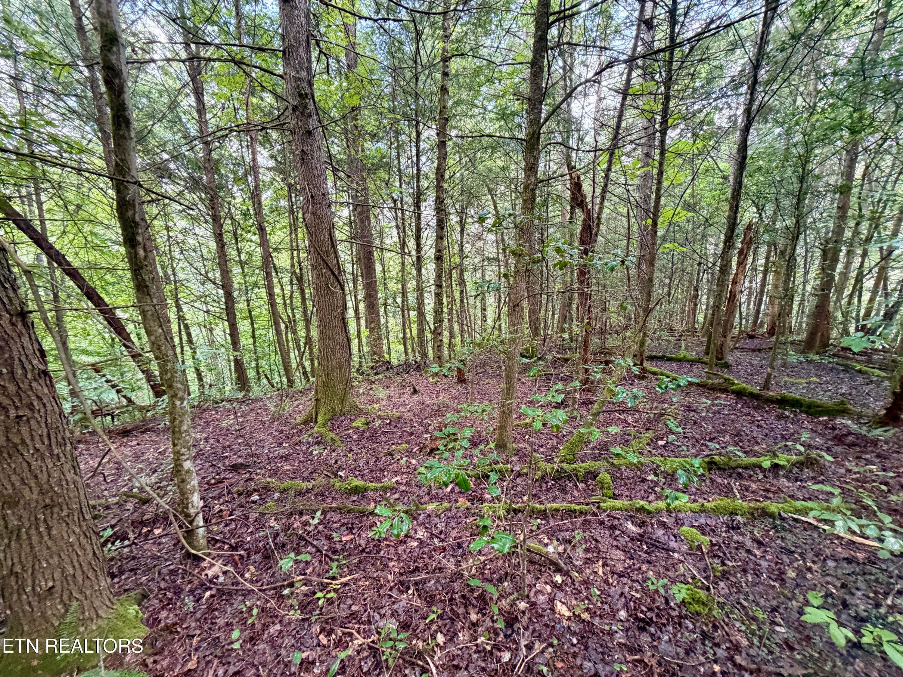 IMG_6304 - 0 Melvin Hollow Rd, Pioneer, TN 37847