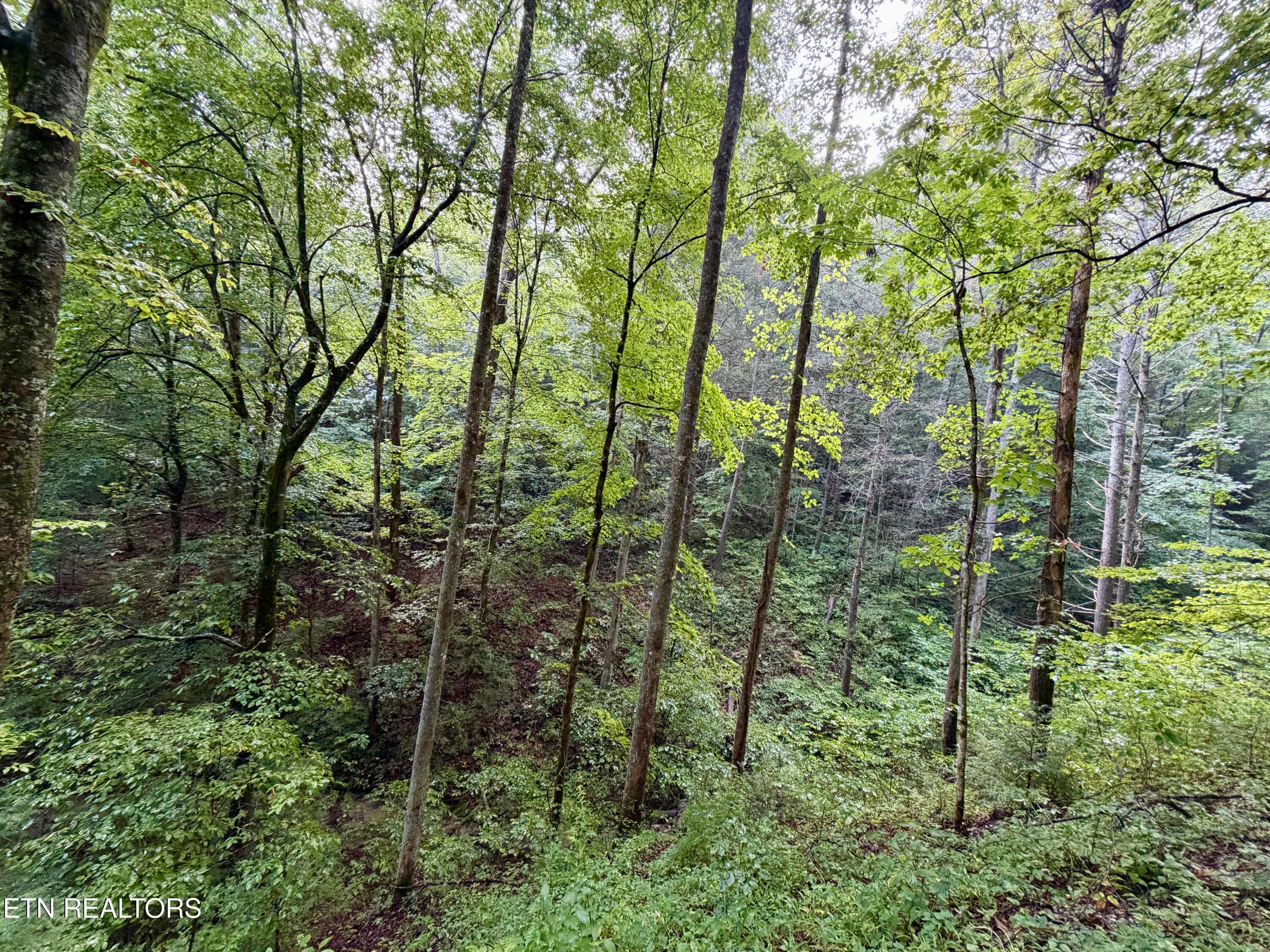 IMG_6306 - 0 Melvin Hollow Rd, Pioneer, TN 37847