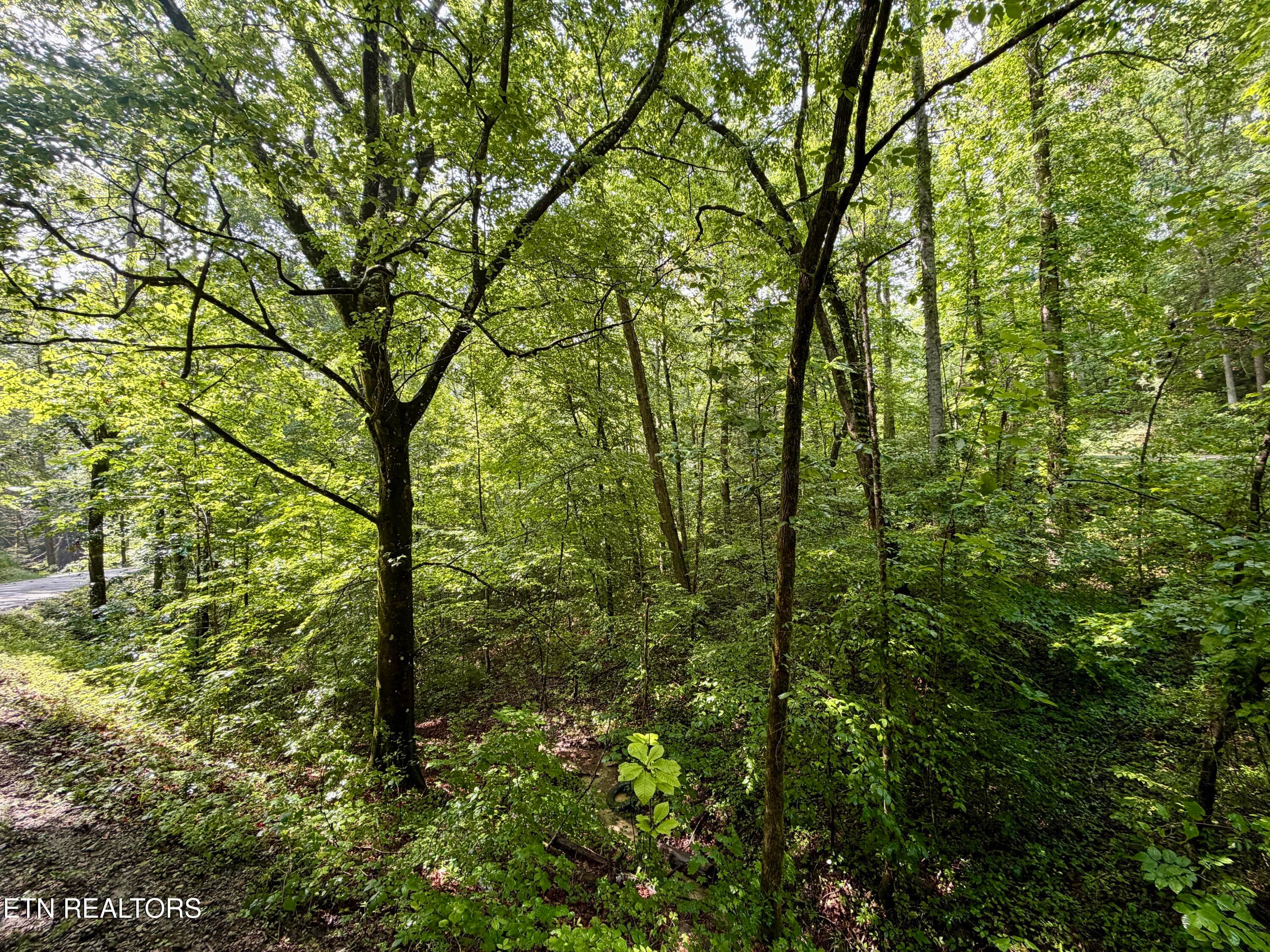 IMG_6307 - 0 Melvin Hollow Rd, Pioneer, TN 37847