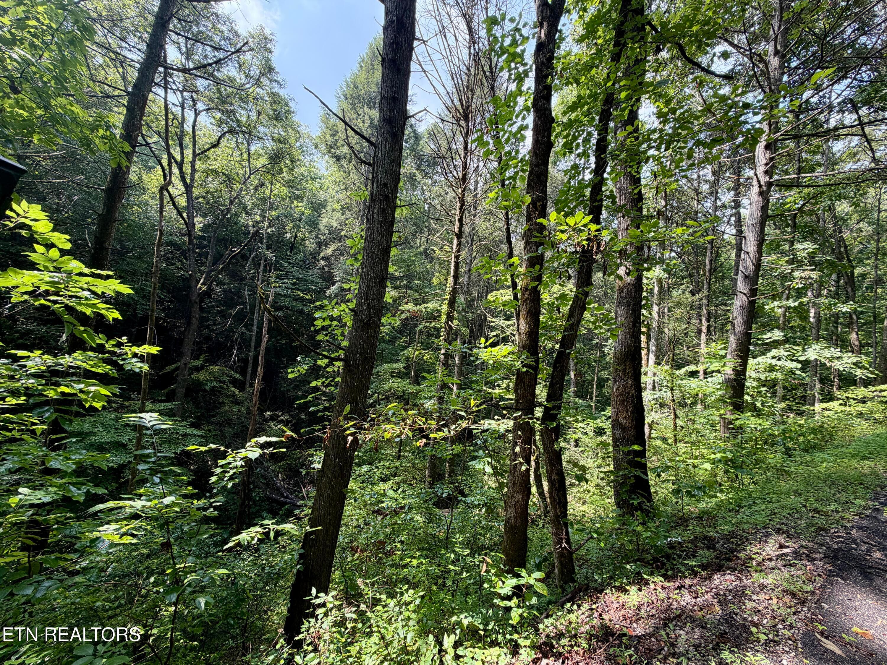 IMG_6309 - 0 Melvin Hollow Rd, Pioneer, TN 37847
