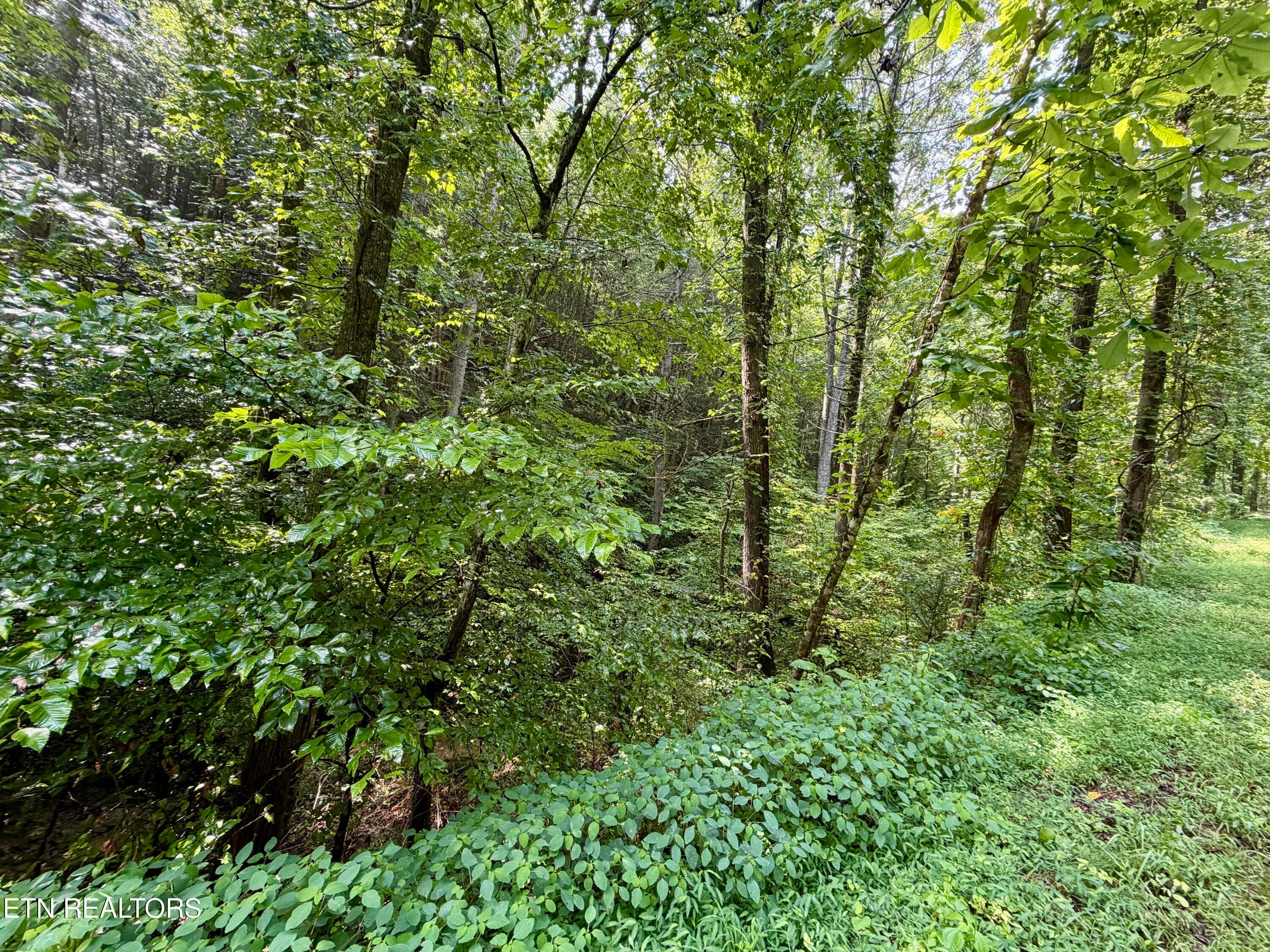 IMG_6310 - 0 Melvin Hollow Rd, Pioneer, TN 37847