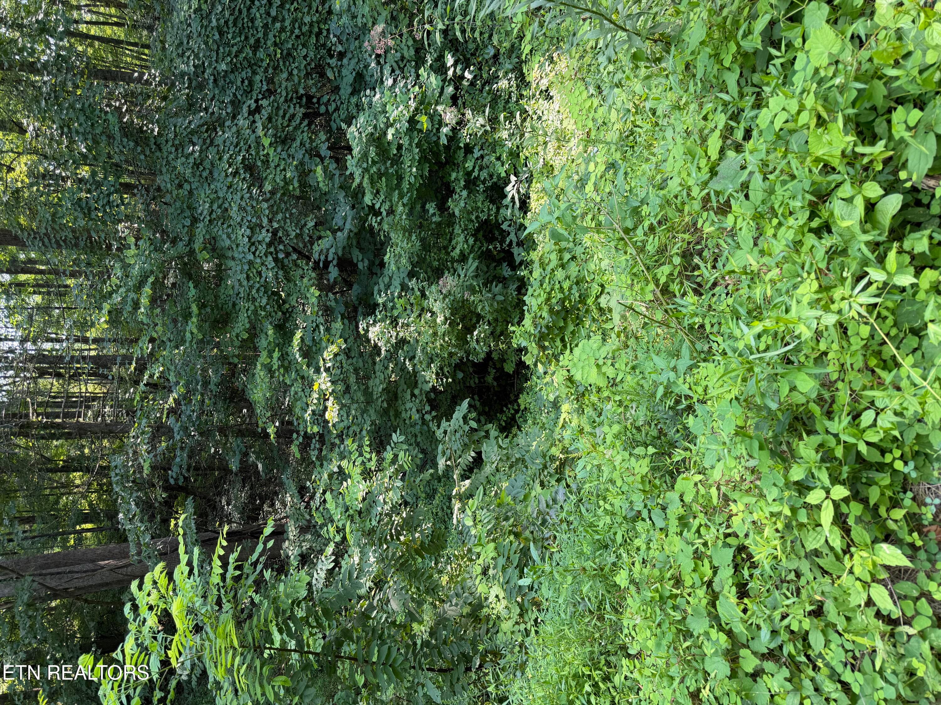 IMG_1638 (1) - Lot 56 Butternut Lane, Sevierville, TN 37876