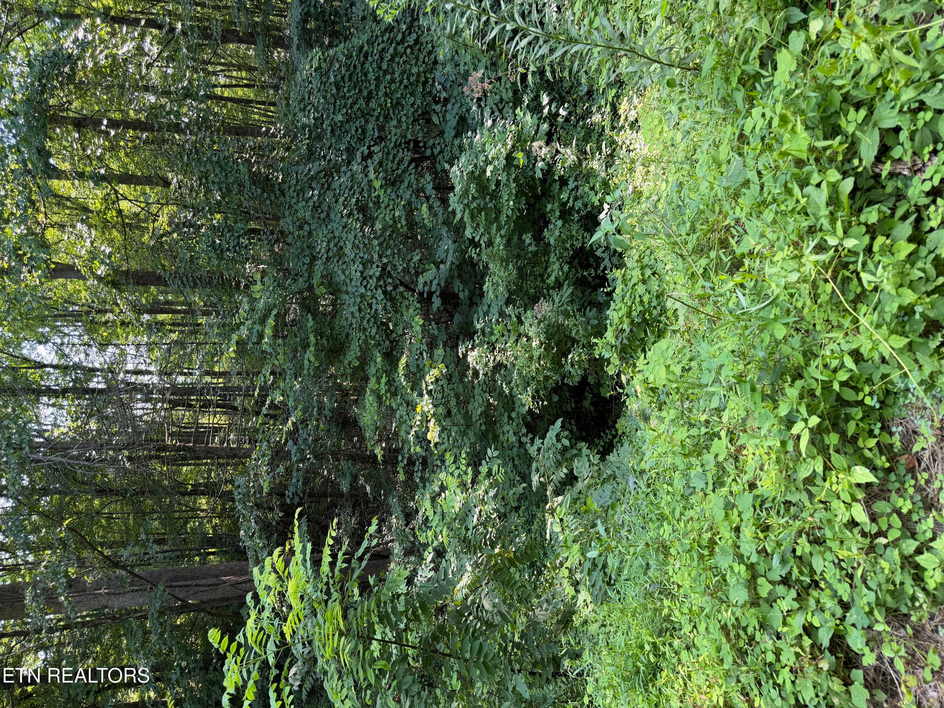 IMG_1637 - Lot 56 Butternut Lane, Sevierville, TN 37876