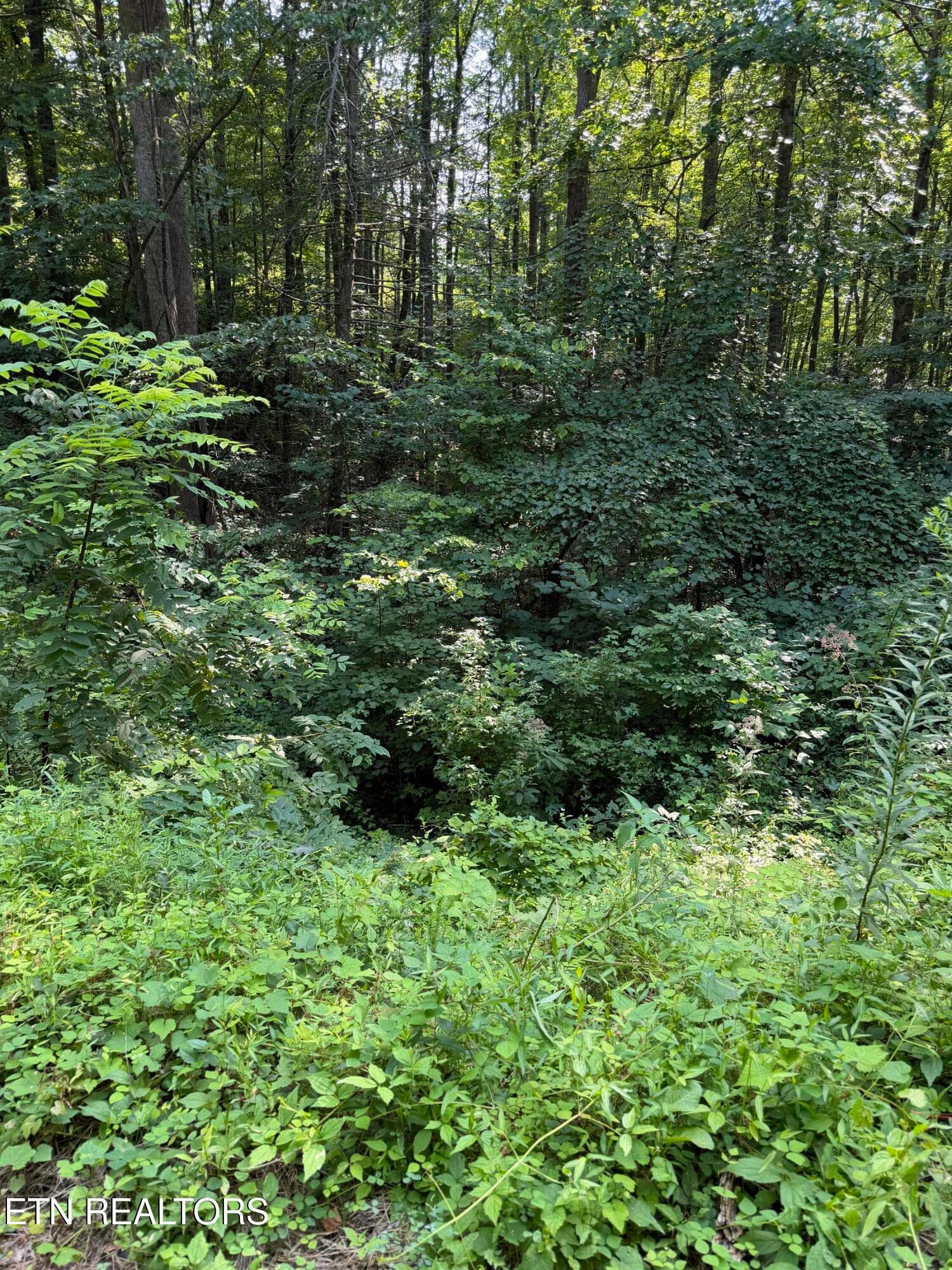 IMG_1637 - Lot 56 Butternut Lane, Sevierville, TN 37876
