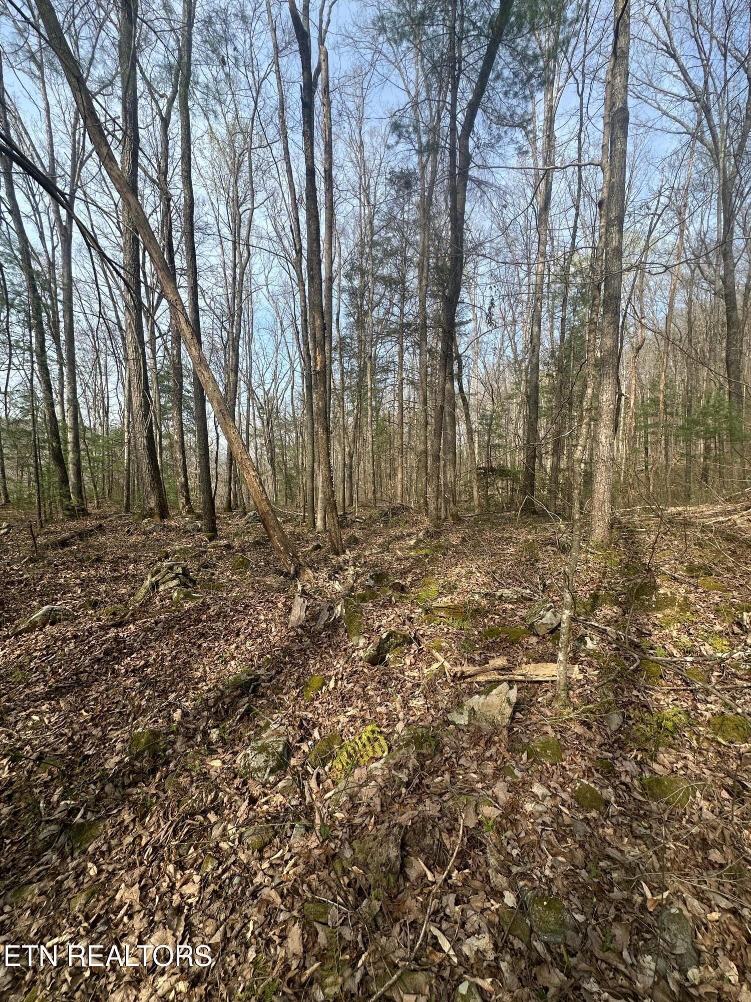 IMG_5335 - 320 Frost Bottom Rd, Oliver Springs, TN 37840