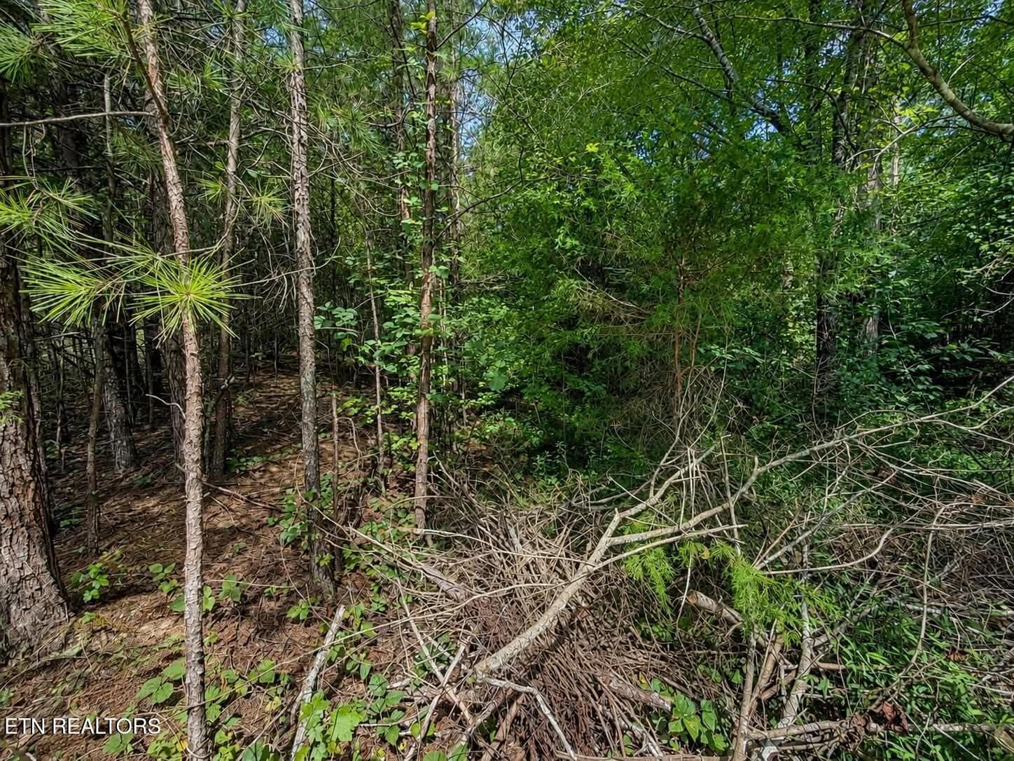 2aaea556-5ed4-4331-8b56-ede6992f6805 - Black Oak Ridge Rd, Dayton, TN 37321