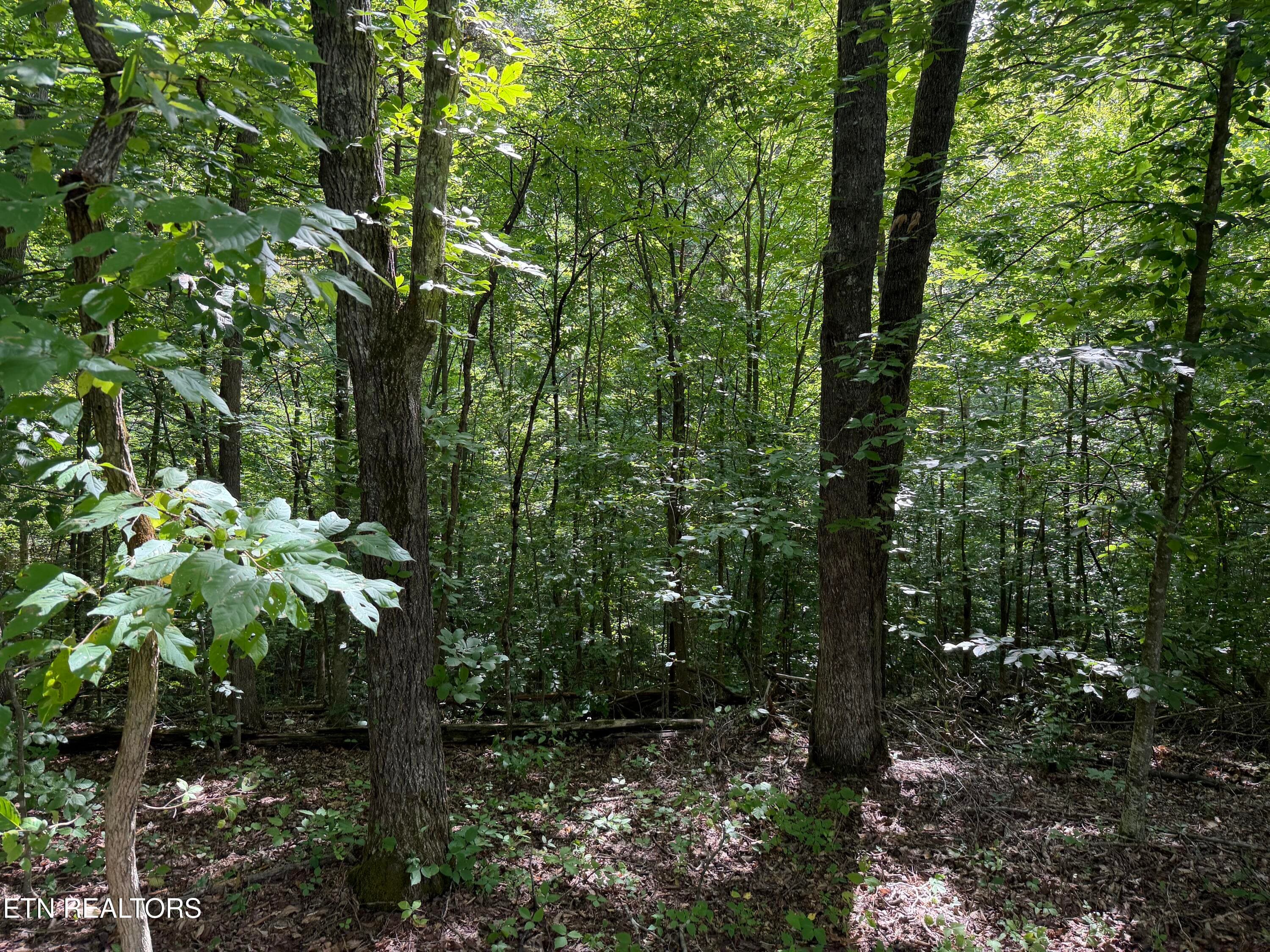 IMG_0442 - 2544 Hinds Creek Rd, Heiskell, TN 37754