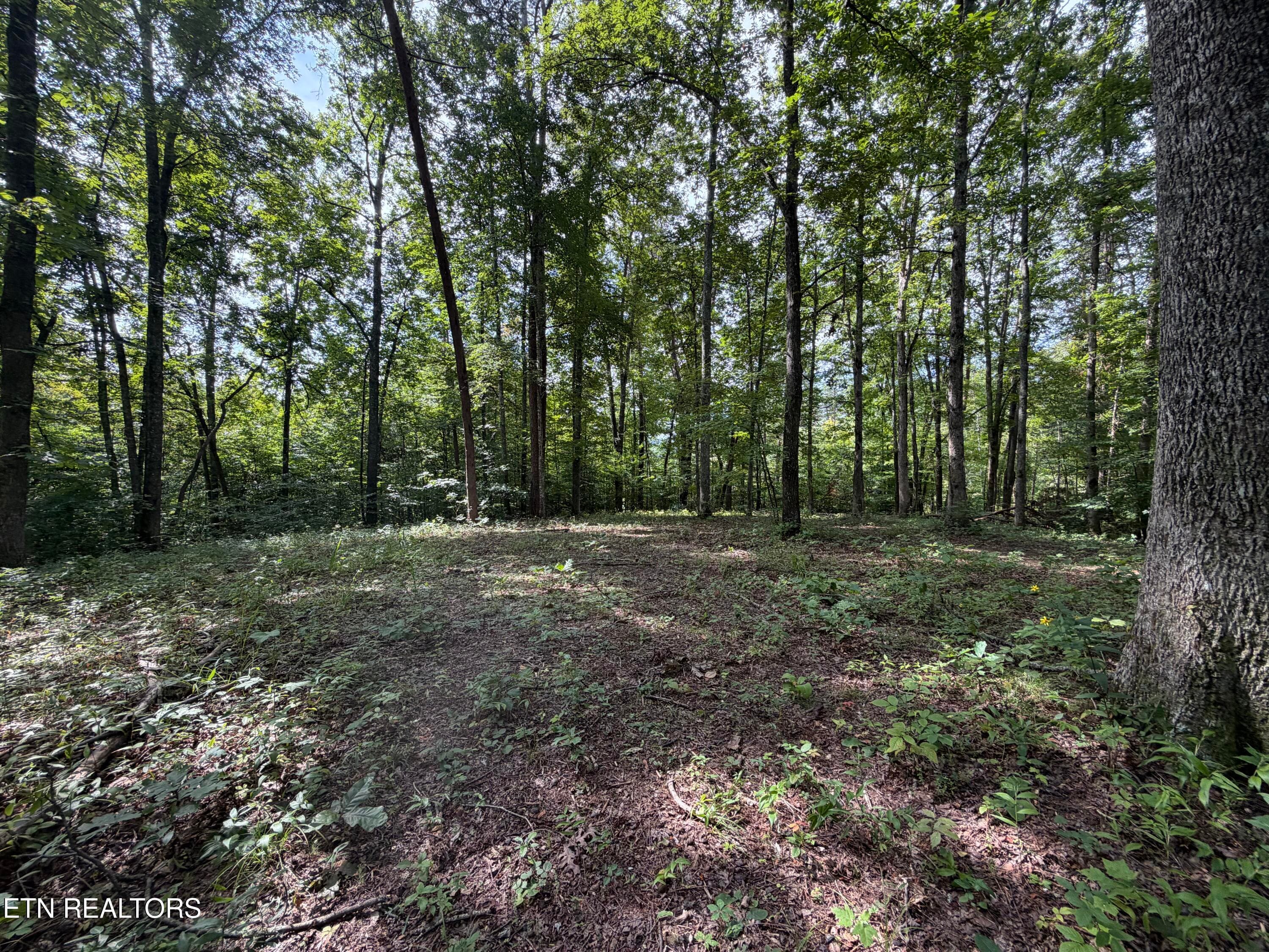 IMG_0436 - 2544 Hinds Creek Rd, Heiskell, TN 37754
