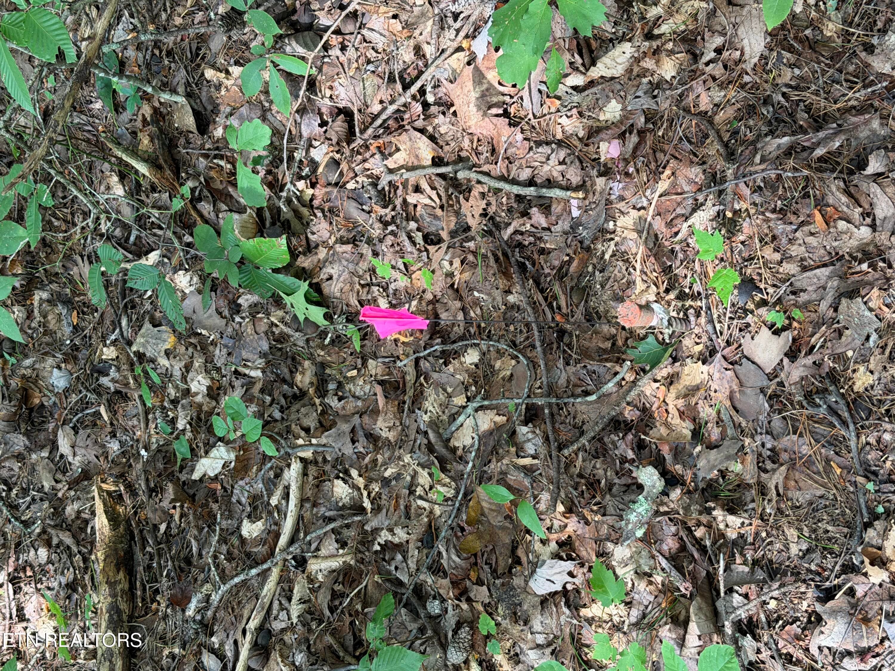 IMG_0429 - 2544 Hinds Creek Rd, Heiskell, TN 37754