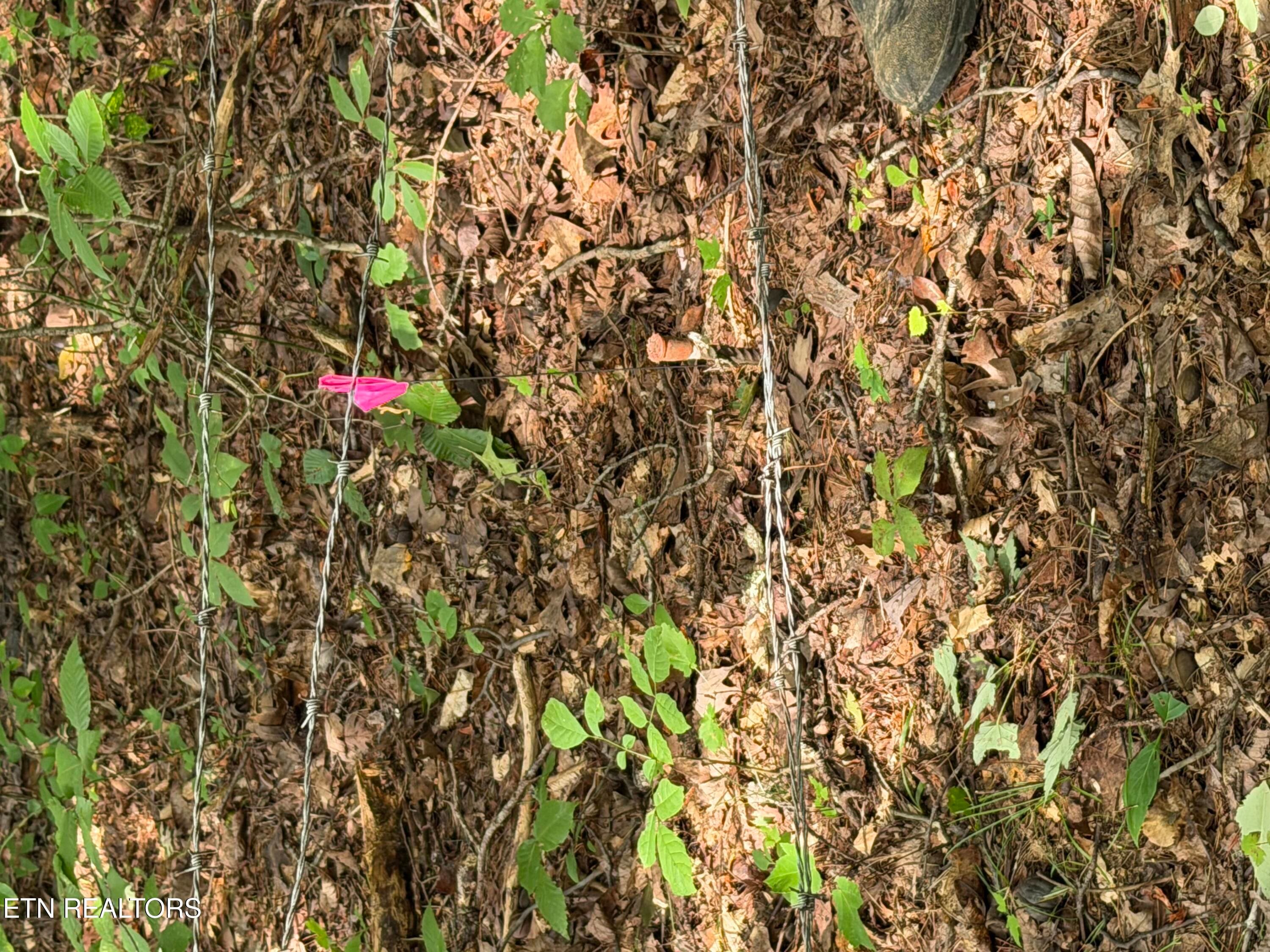 IMG_0428 - 2544 Hinds Creek Rd, Heiskell, TN 37754