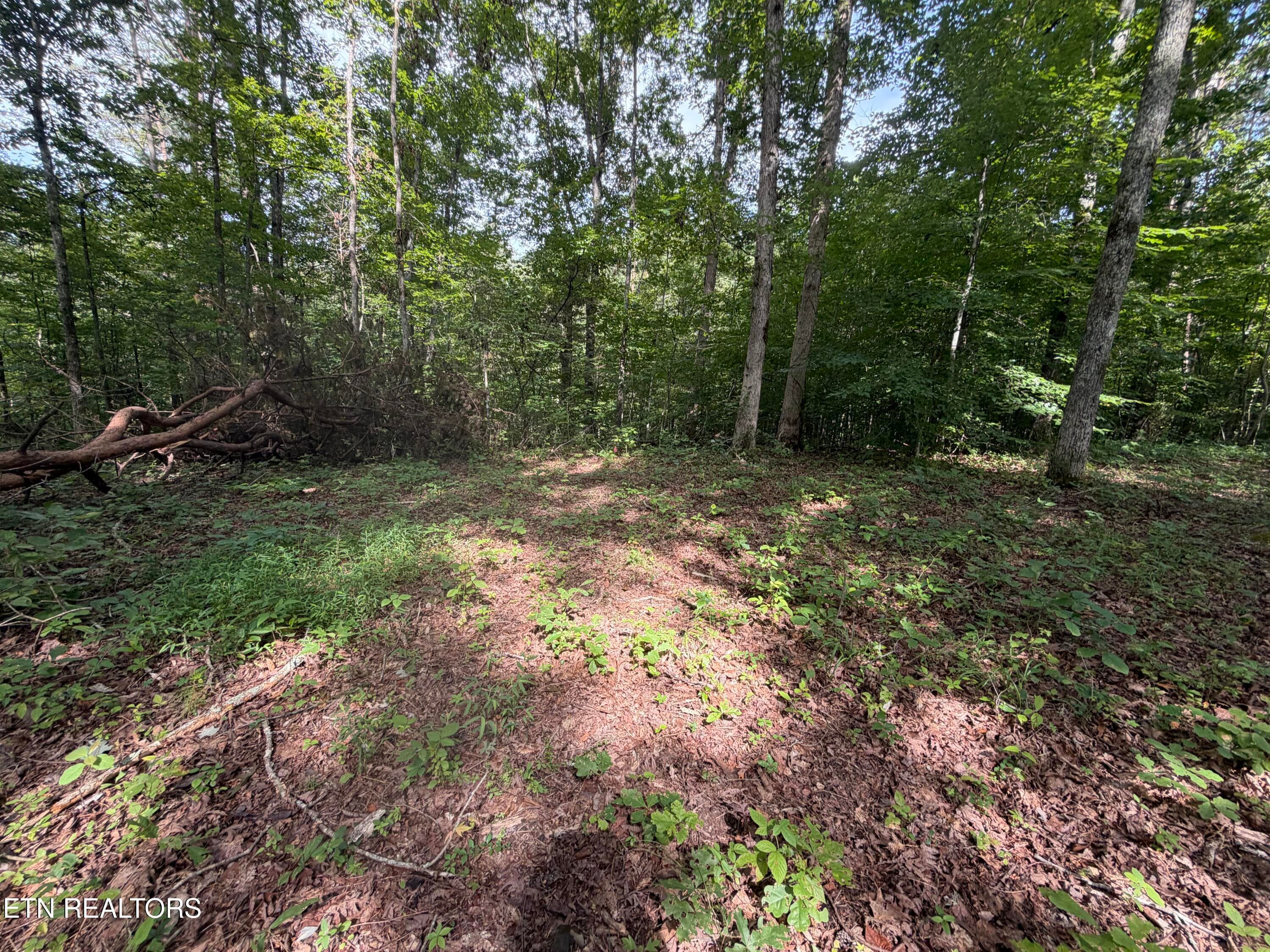 IMG_0423 - 2544 Hinds Creek Rd, Heiskell, TN 37754