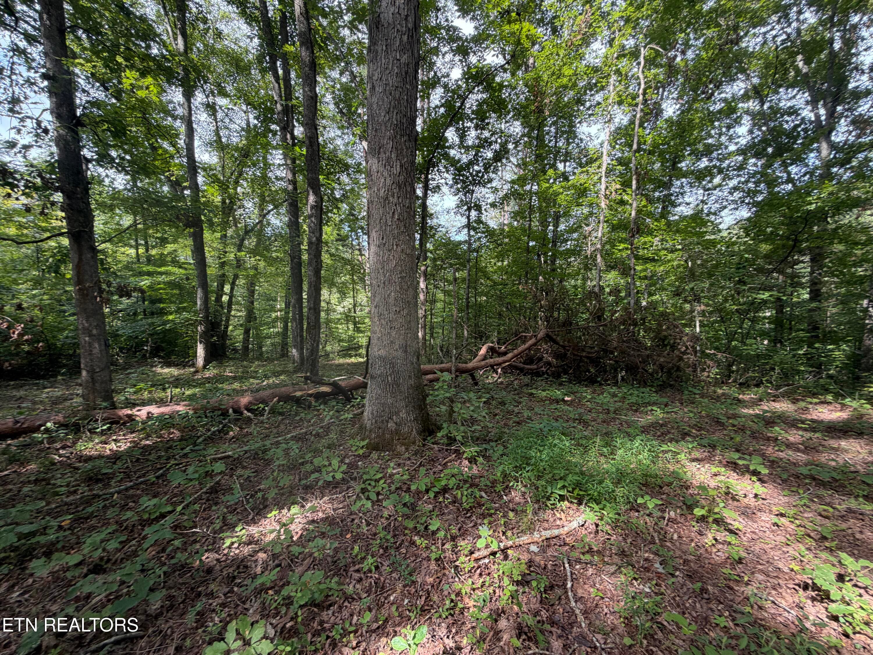 IMG_0422 - 2544 Hinds Creek Rd, Heiskell, TN 37754