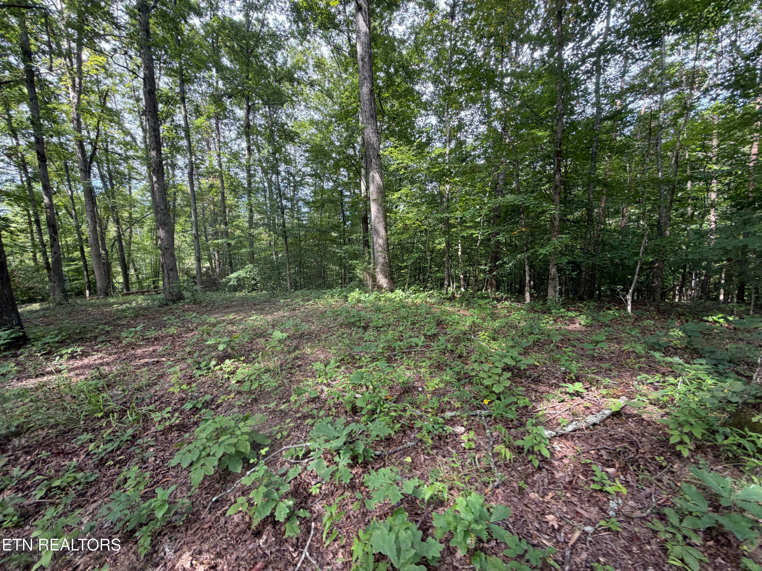 IMG_0420 - 2544 Hinds Creek Rd, Heiskell, TN 37754