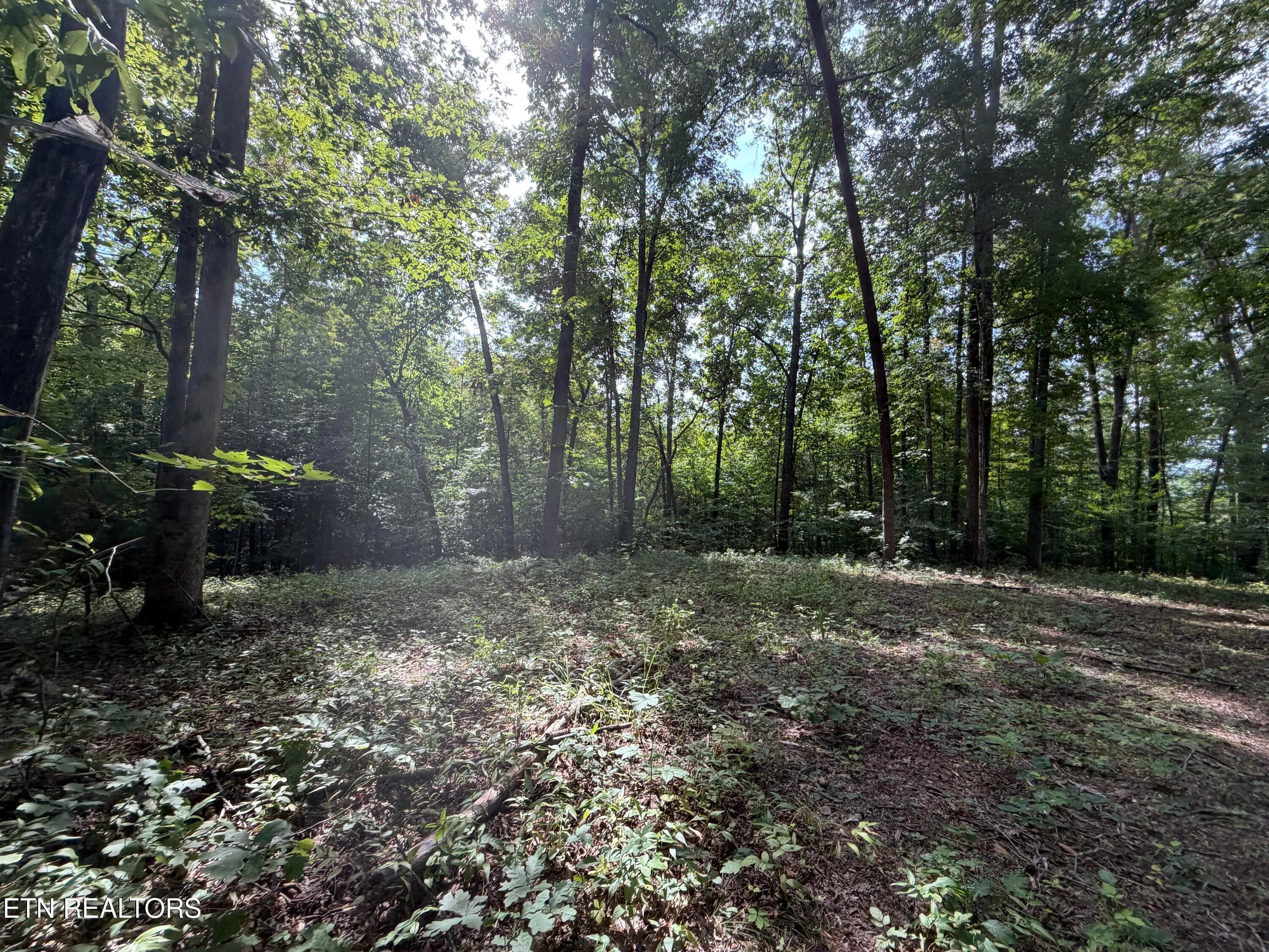 IMG_0419 - 2544 Hinds Creek Rd, Heiskell, TN 37754