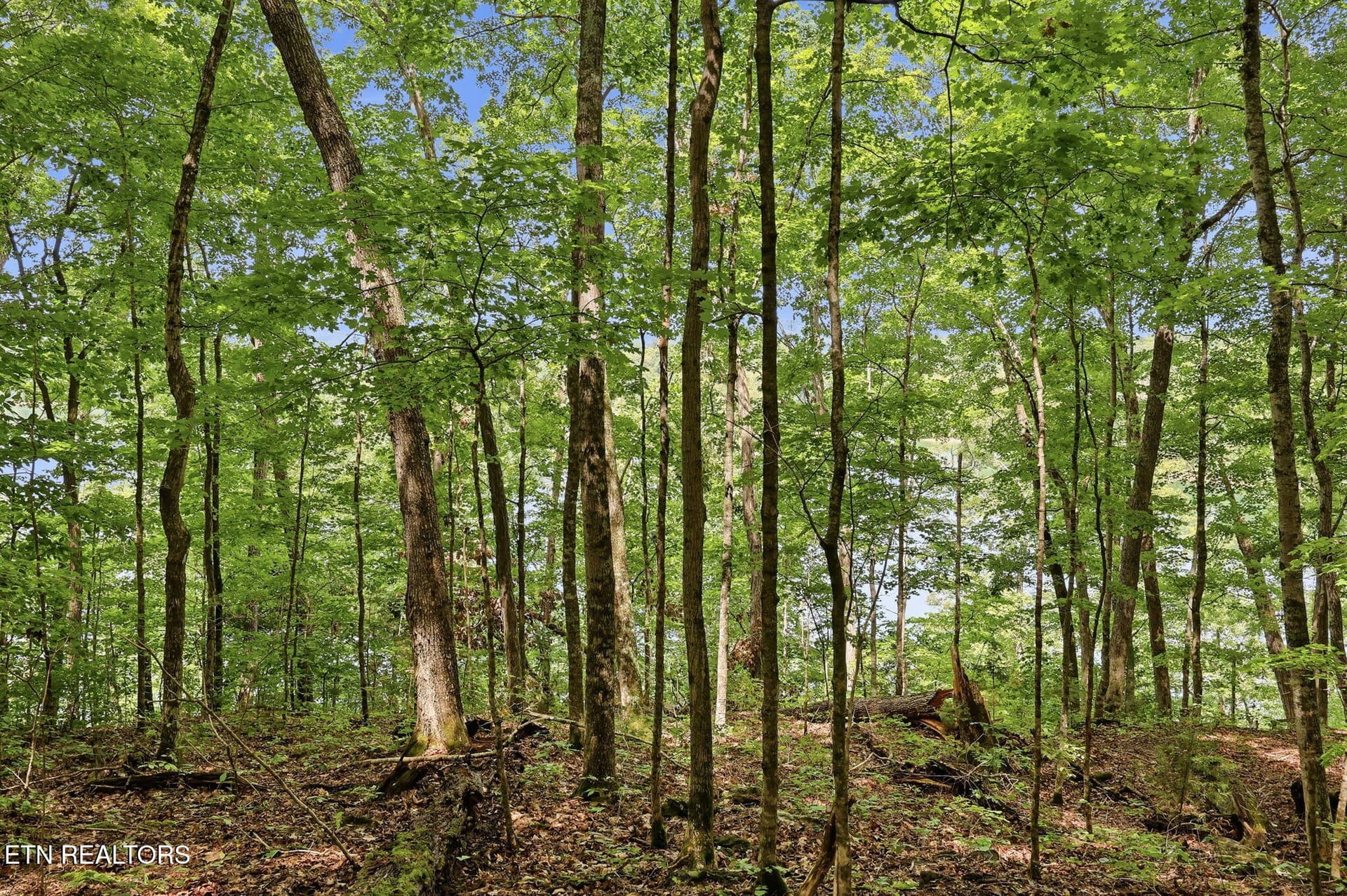 13-web-or-mls-013_TumblingRun - Lot 17 Tumbling Run Estates, Maynardville, TN 37807