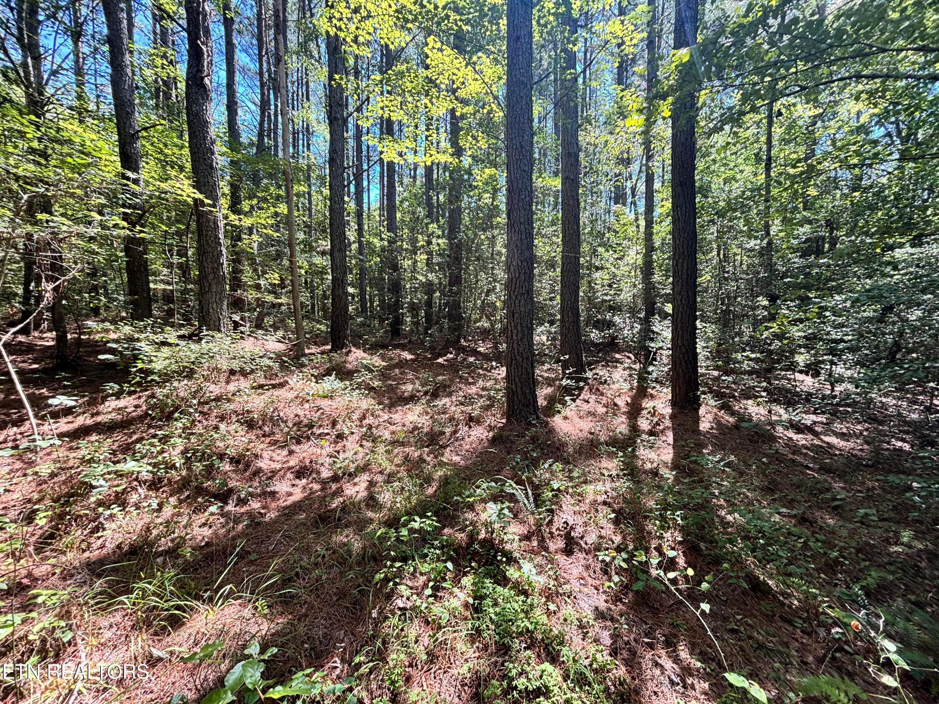 IMG_6796 - Hurricane Ridge Rd, Allardt, TN 38504