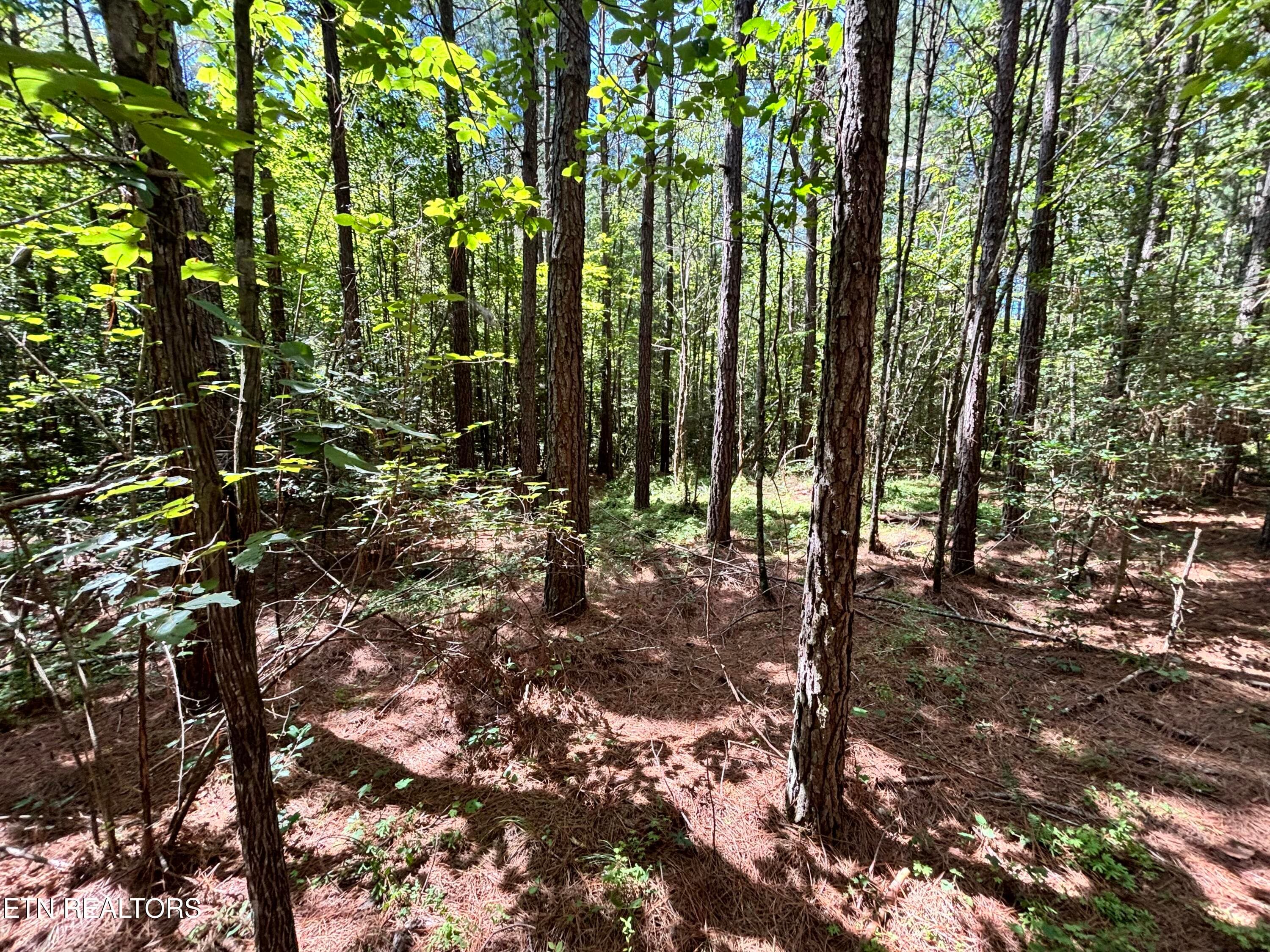 IMG_6800 - Hurricane Ridge Rd, Allardt, TN 38504