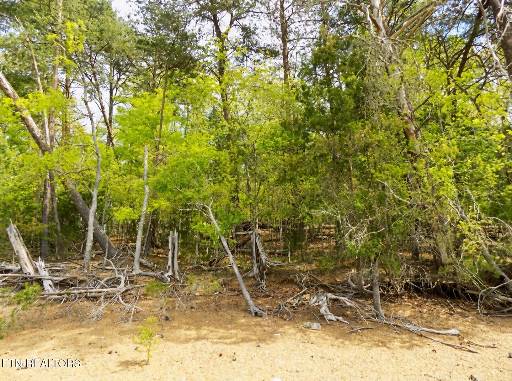 Wooded Lake Frontage - 3753 Lake Point Drive, Morristown, TN 37814