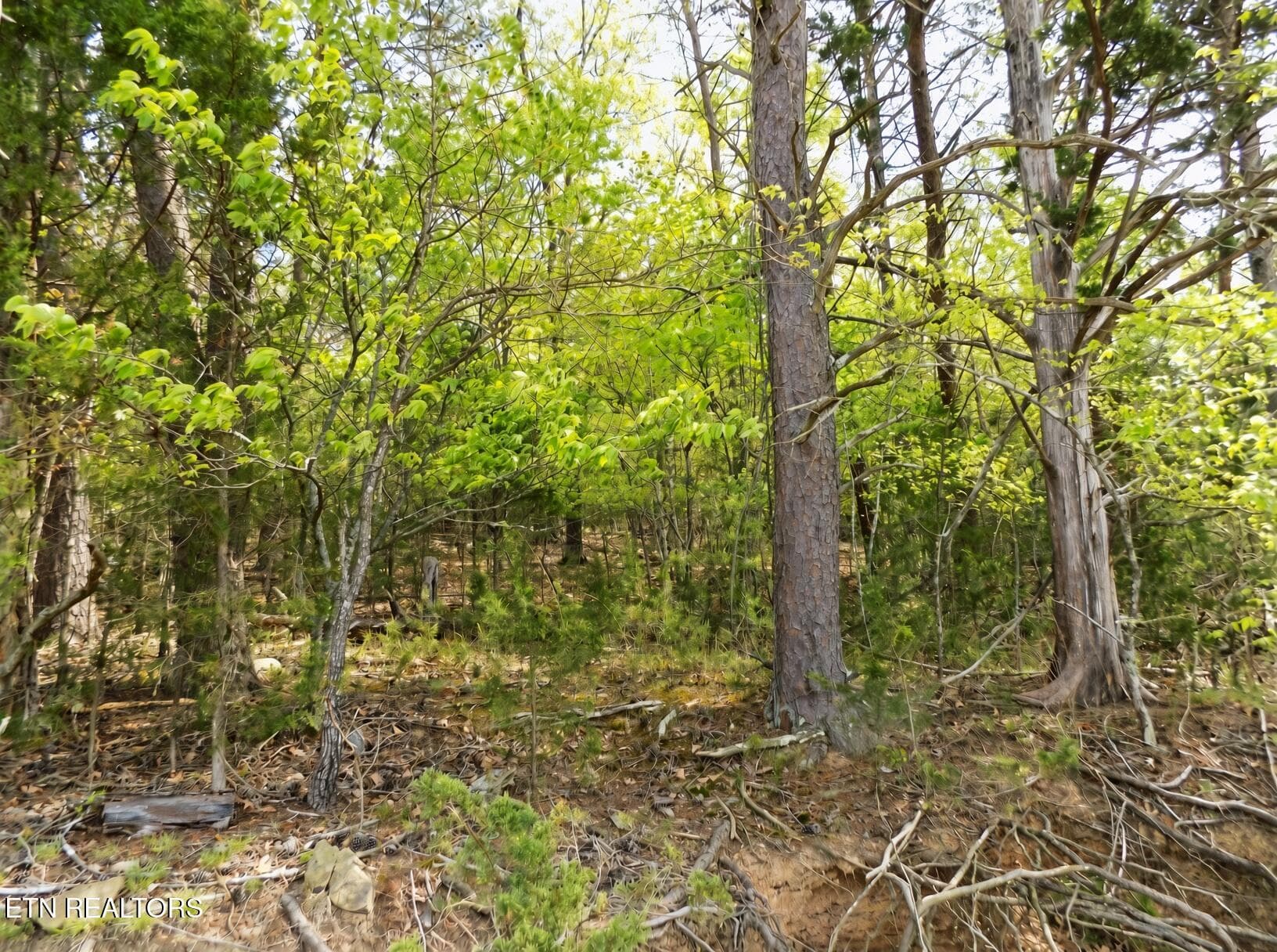 Wooded Lake Frontage - 3753 Lake Point Drive, Morristown, TN 37814