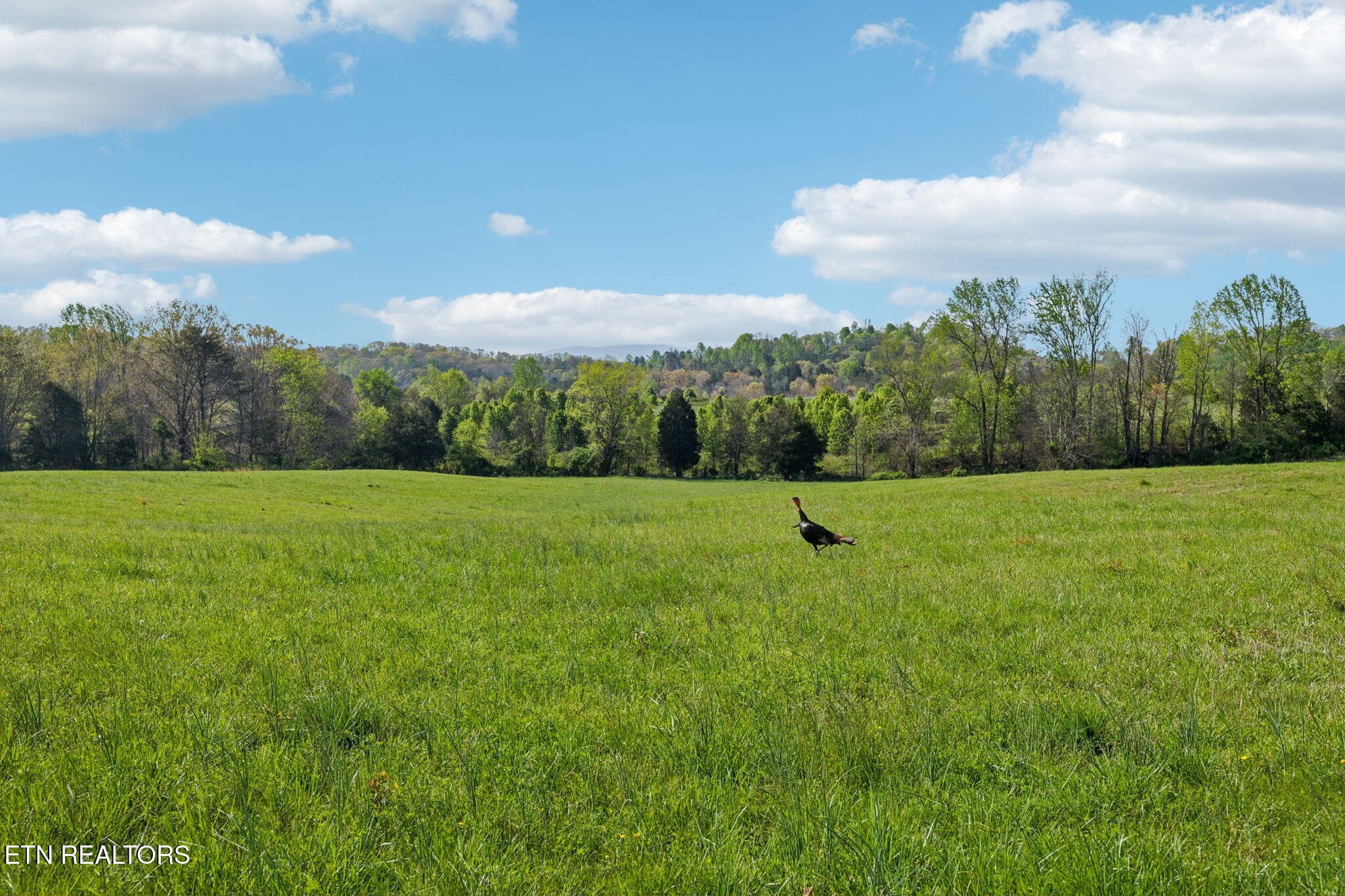 63-436 Thorngrove Pike - 063 - 436 Thorngrove Pike, Kodak, TN 37764