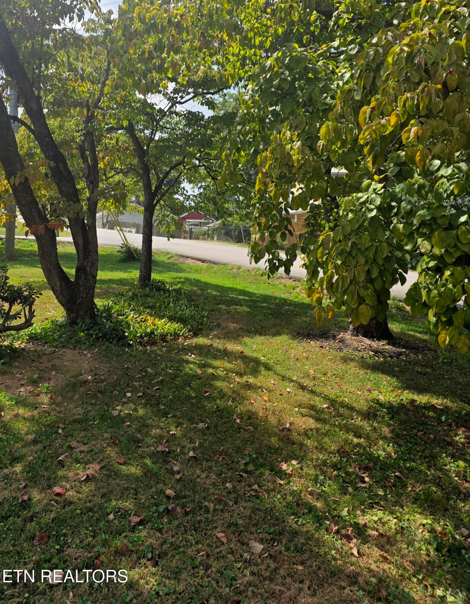 Mature Dogwoods/Front Yard - 600 Glenoaks Drive, Knoxville, TN 37912, Knoxville
