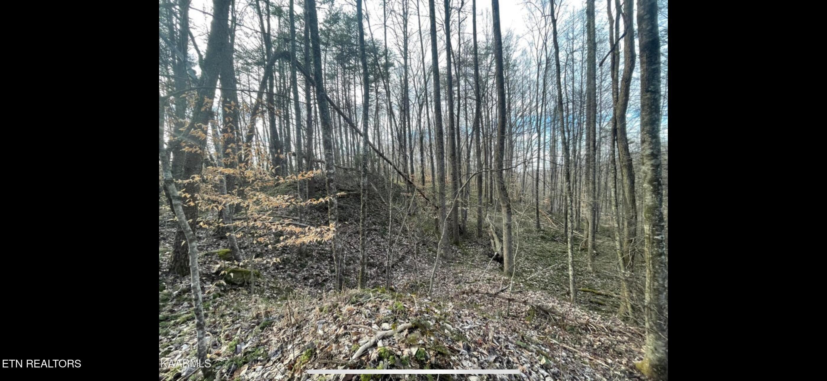 IMG_3797 - 150 Timber Oaks Lane, Pioneer, TN 37847, Pioneer