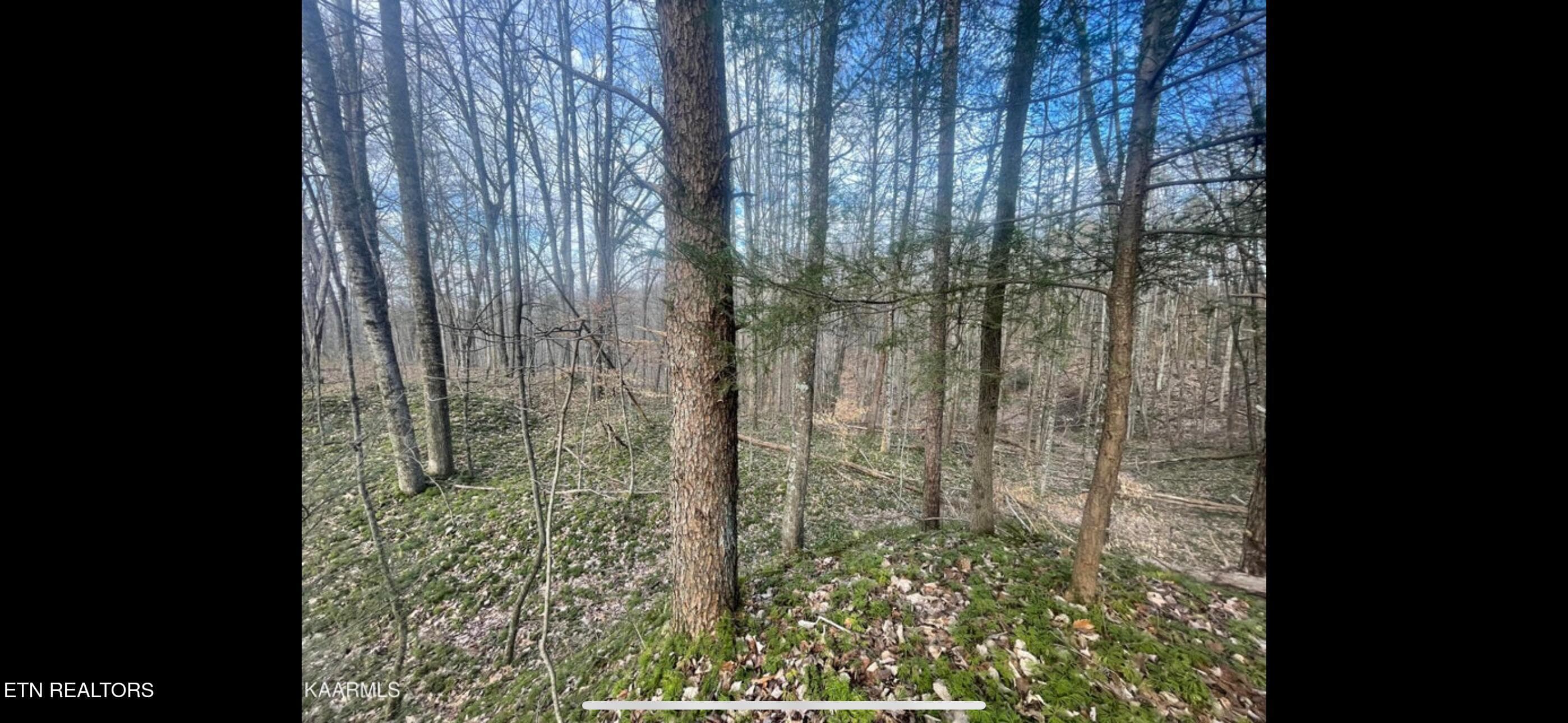 IMG_3799 - 150 Timber Oaks Lane, Pioneer, TN 37847, Pioneer