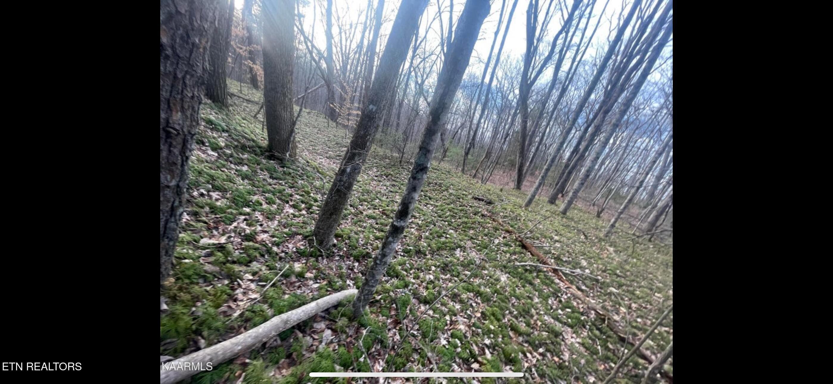 IMG_3801 - 150 Timber Oaks Lane, Pioneer, TN 37847, Pioneer