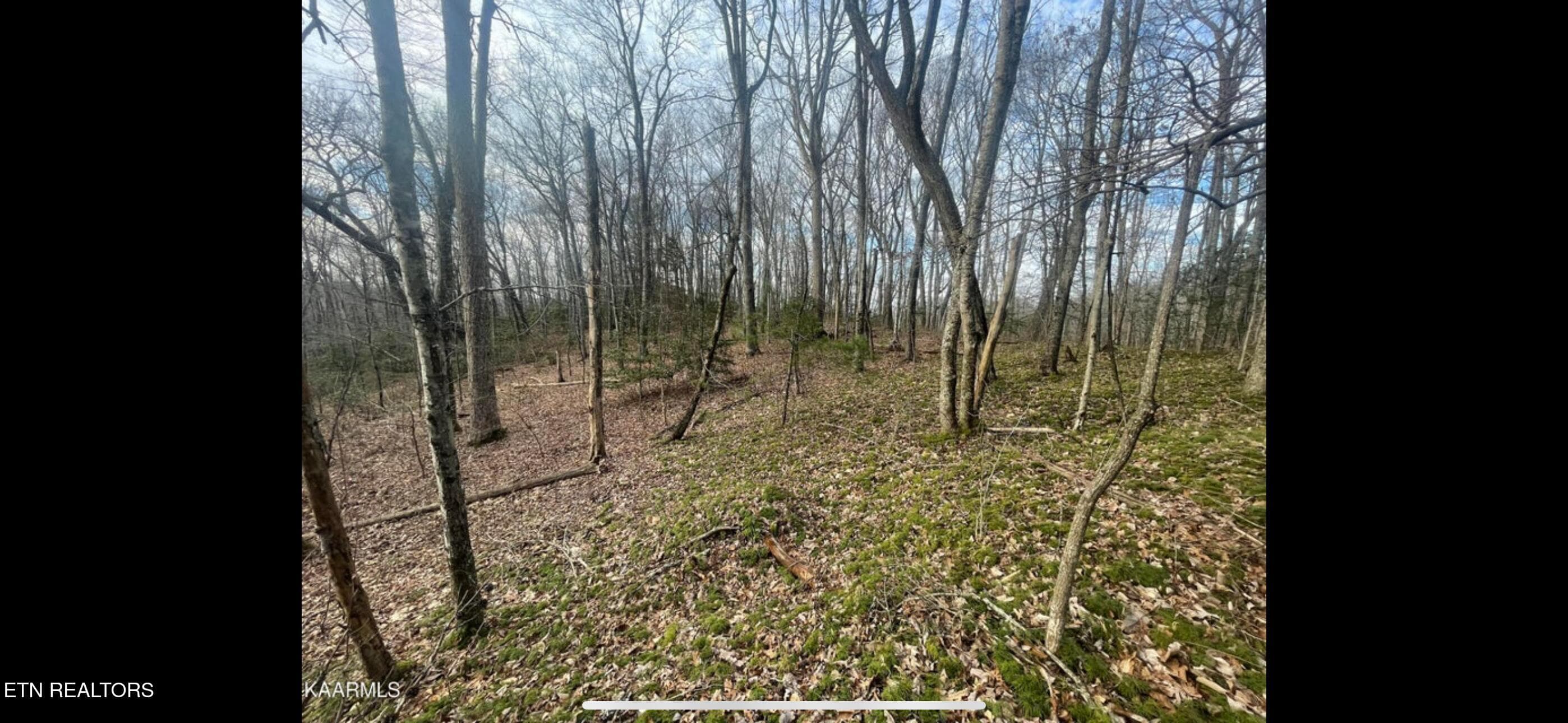 IMG_3803 - 150 Timber Oaks Lane, Pioneer, TN 37847, Pioneer