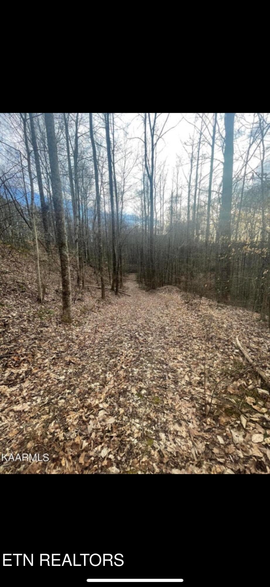 IMG_3808 - 150 Timber Oaks Lane, Pioneer, TN 37847, Pioneer
