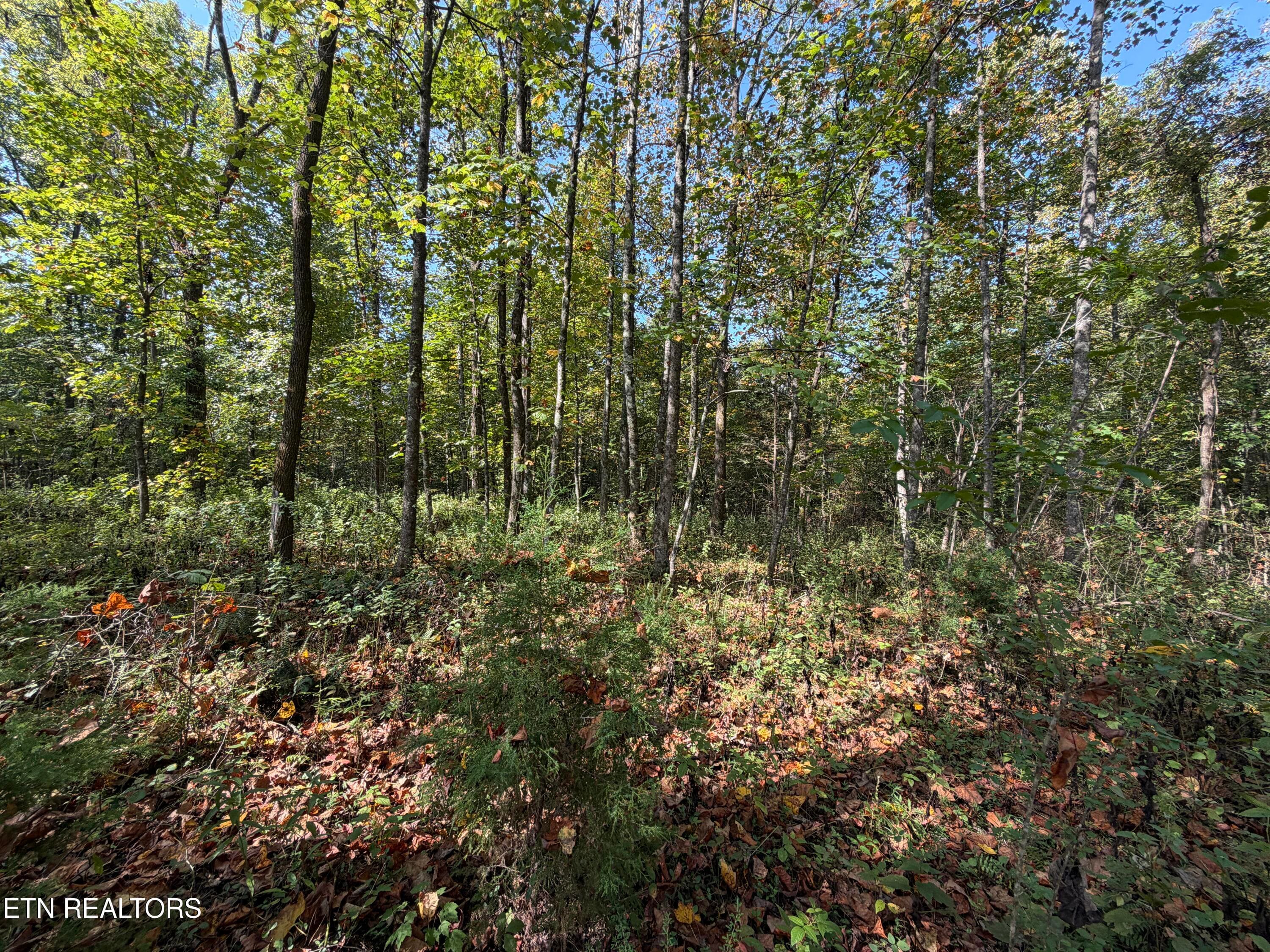 22.35 Ac Moore Knob Rd, Allardt, TN 38504