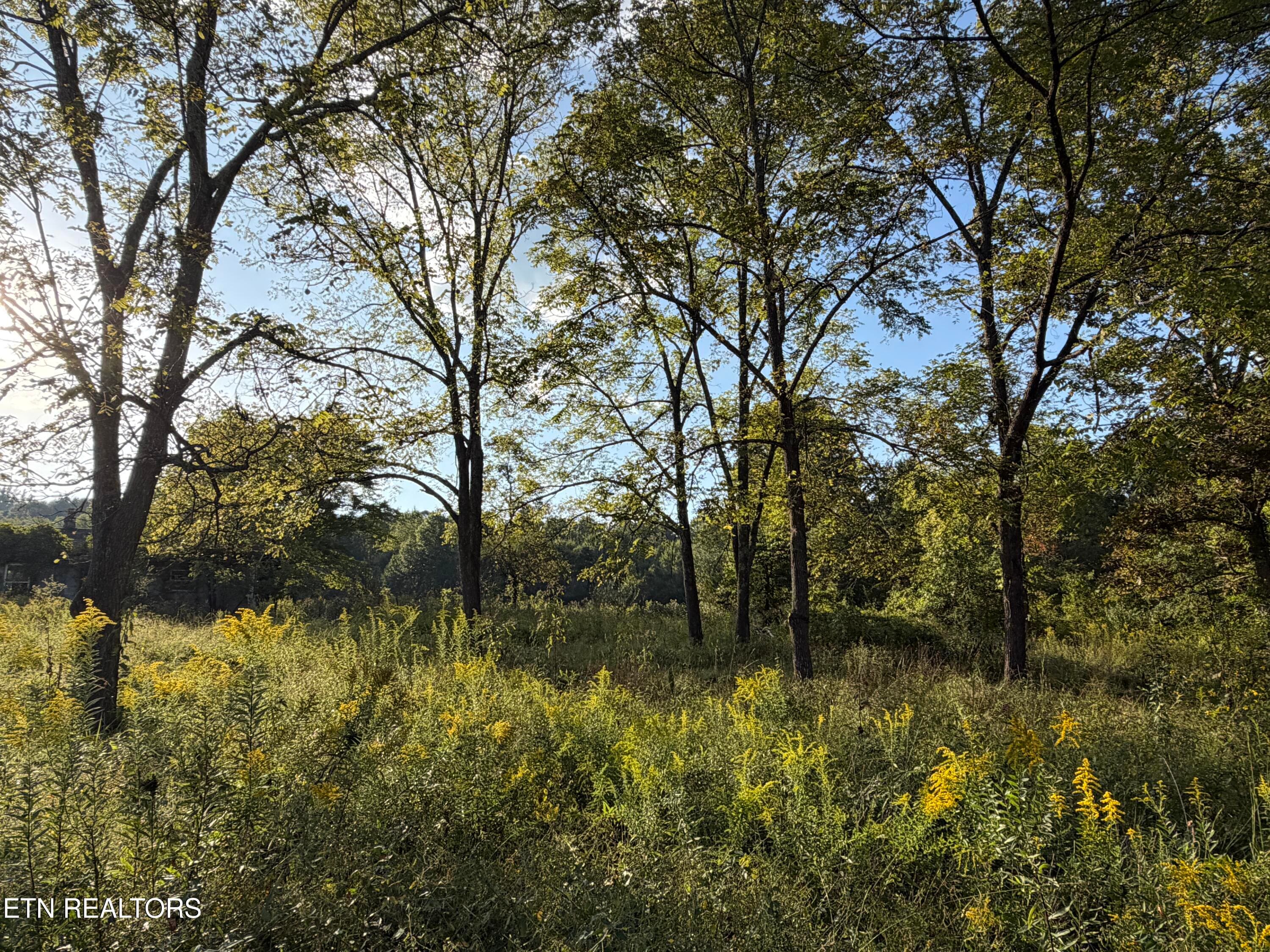 IMG_6521 - 5441 White Oak Rd, Duff, TN 37729, Duff