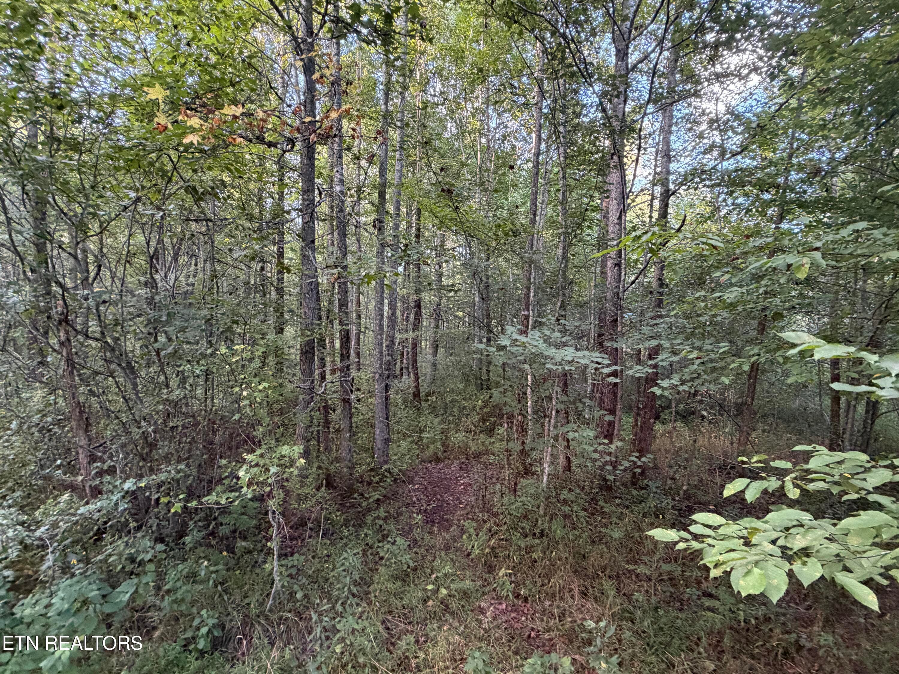 IMG_6531 - 5441 White Oak Rd, Duff, TN 37729, Duff