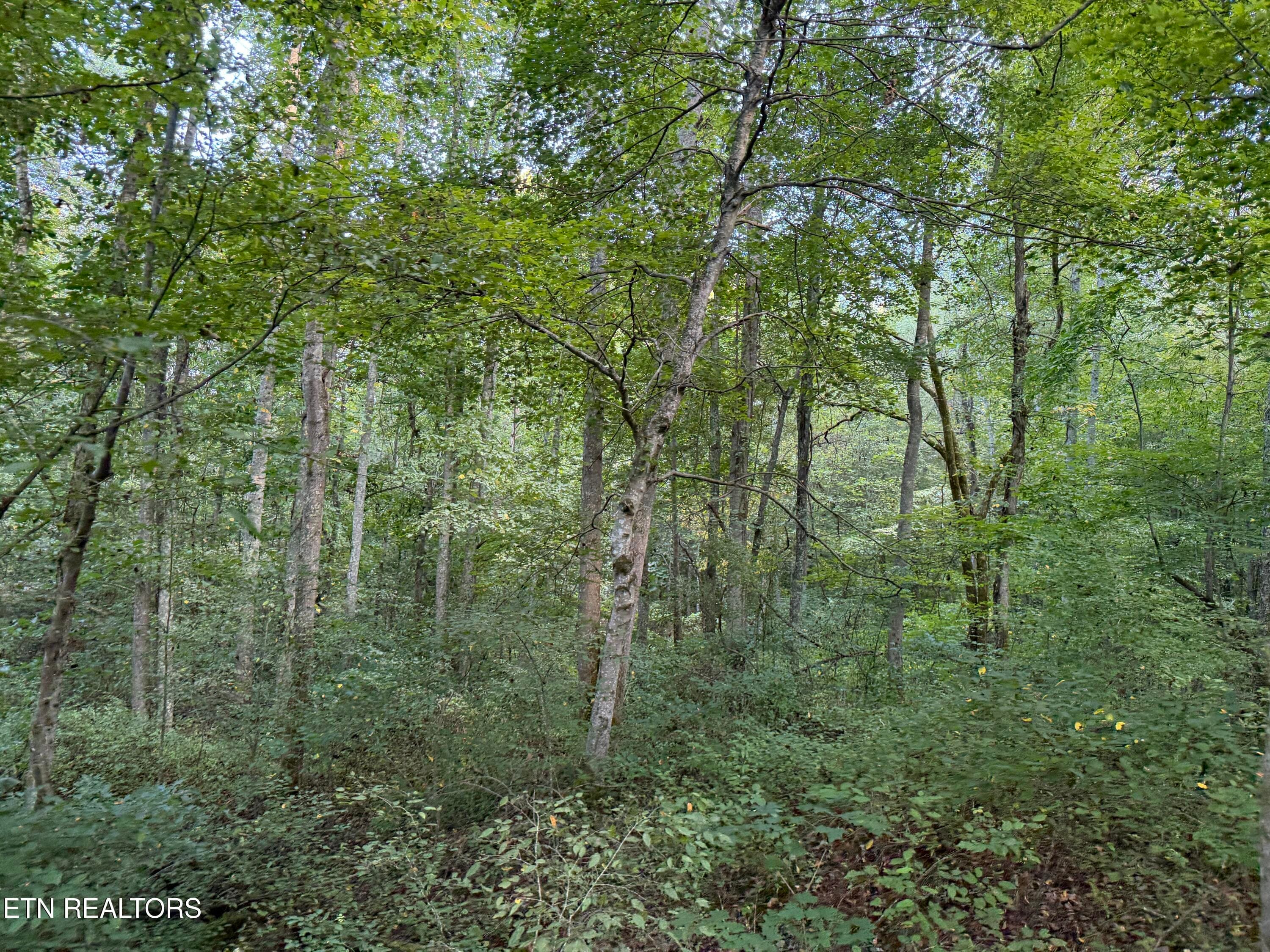 IMG_6533 - 5441 White Oak Rd, Duff, TN 37729, Duff
