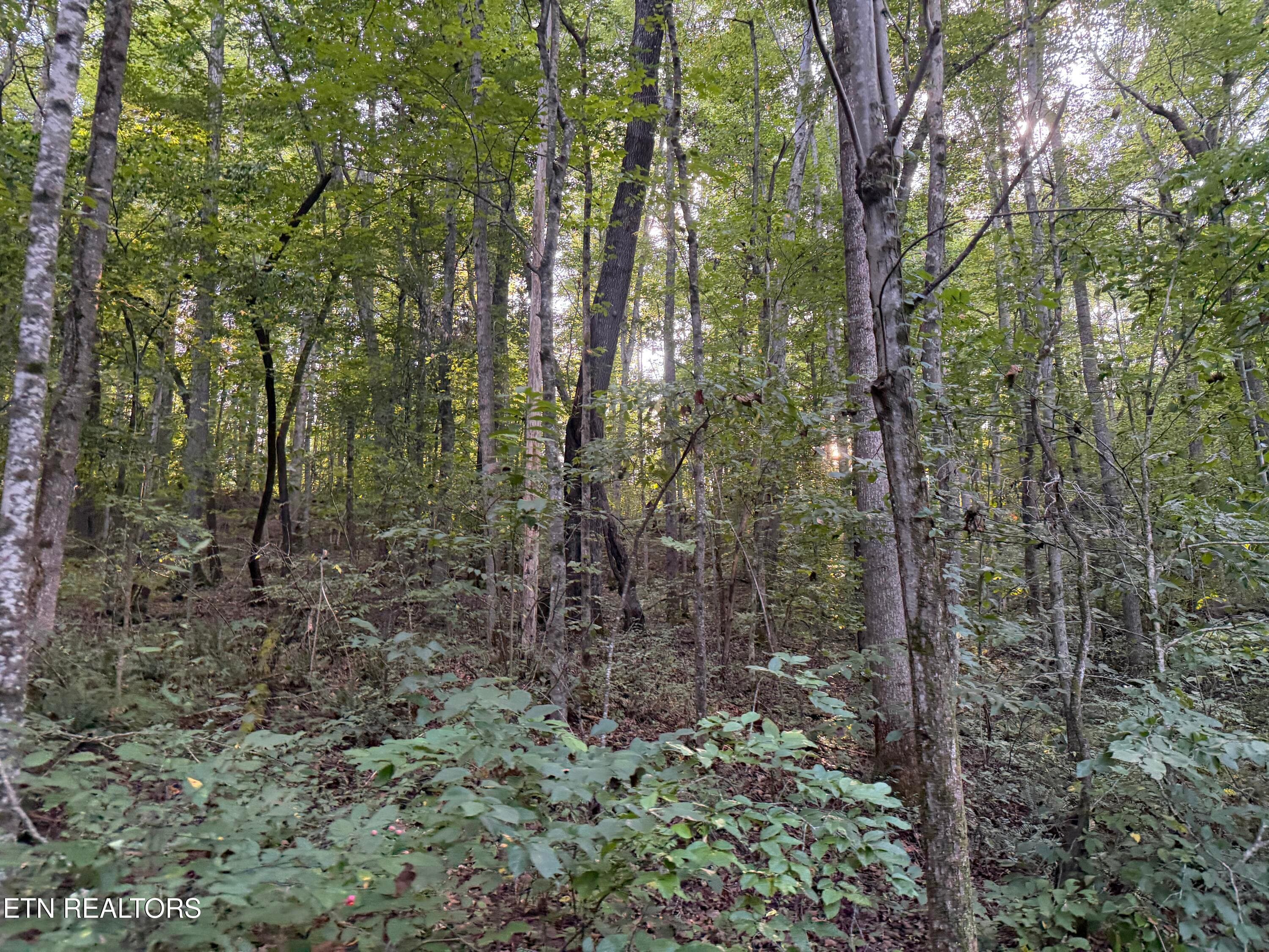 IMG_6537 - 5441 White Oak Rd, Duff, TN 37729, Duff