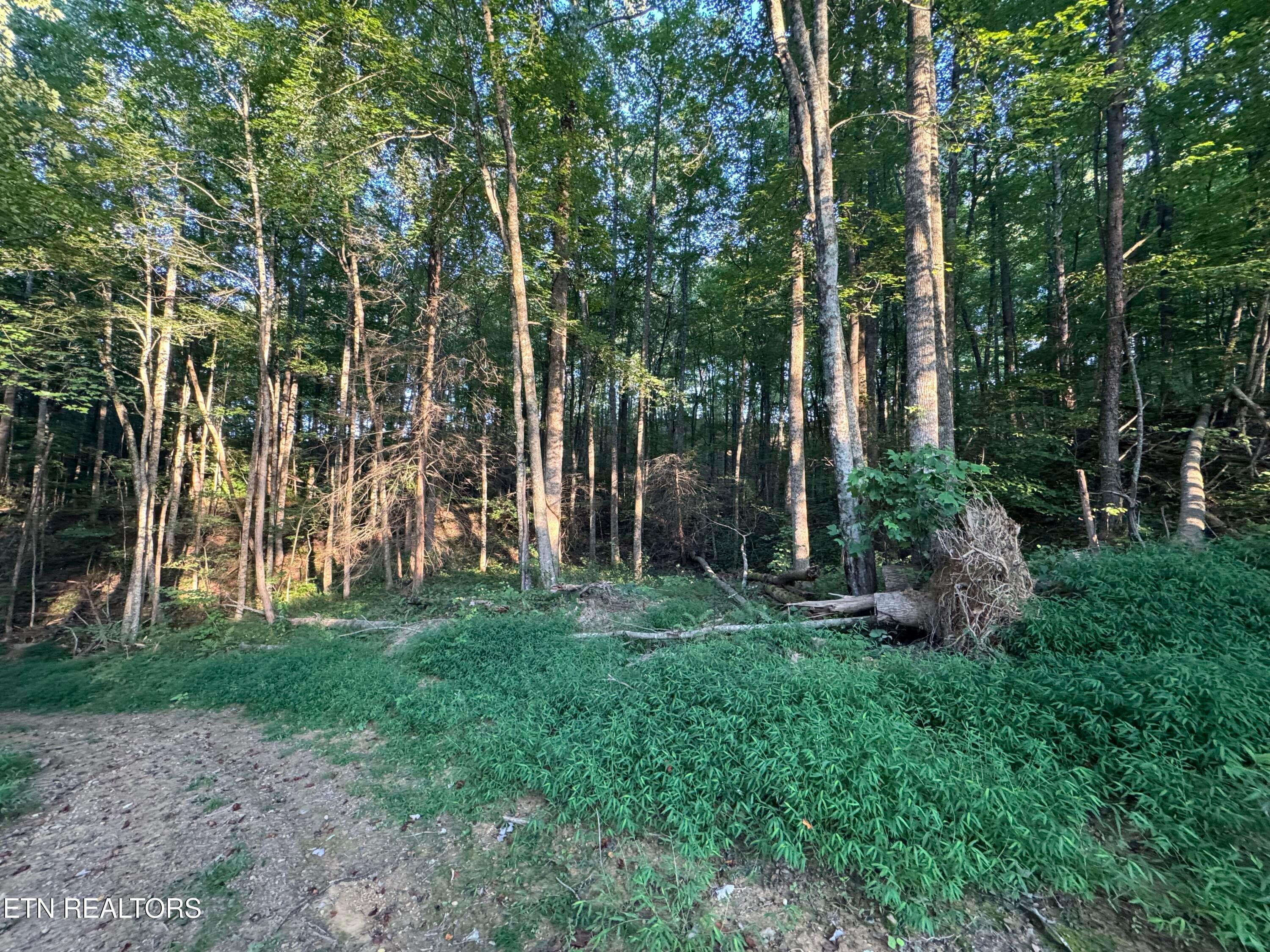 F4B0E20B-1AC4-44B6-A70E-333F72EE894F - 150 Timber Oaks Lane, Pioneer, TN 37847, Pioneer