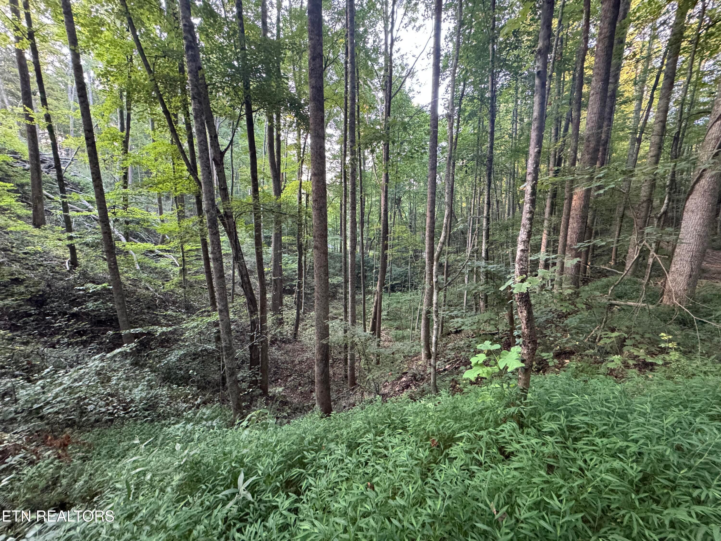 DD777584-7B88-4C1A-BAE4-CFC5754F8868 - 150 Timber Oaks Lane, Pioneer, TN 37847, Pioneer