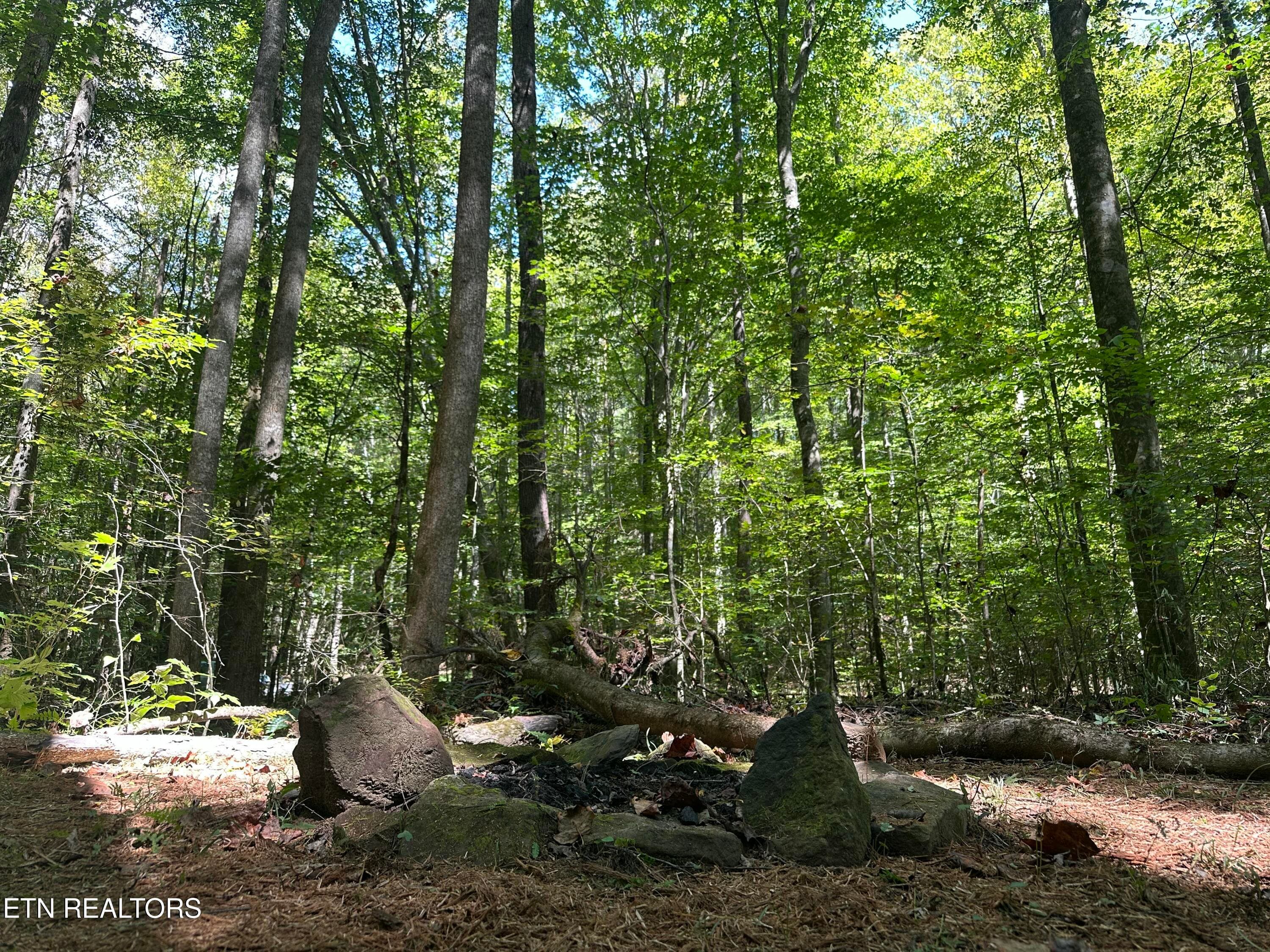 Campsite - 755 Bear Branch Rd, Wartburg, TN 37887, Wartburg