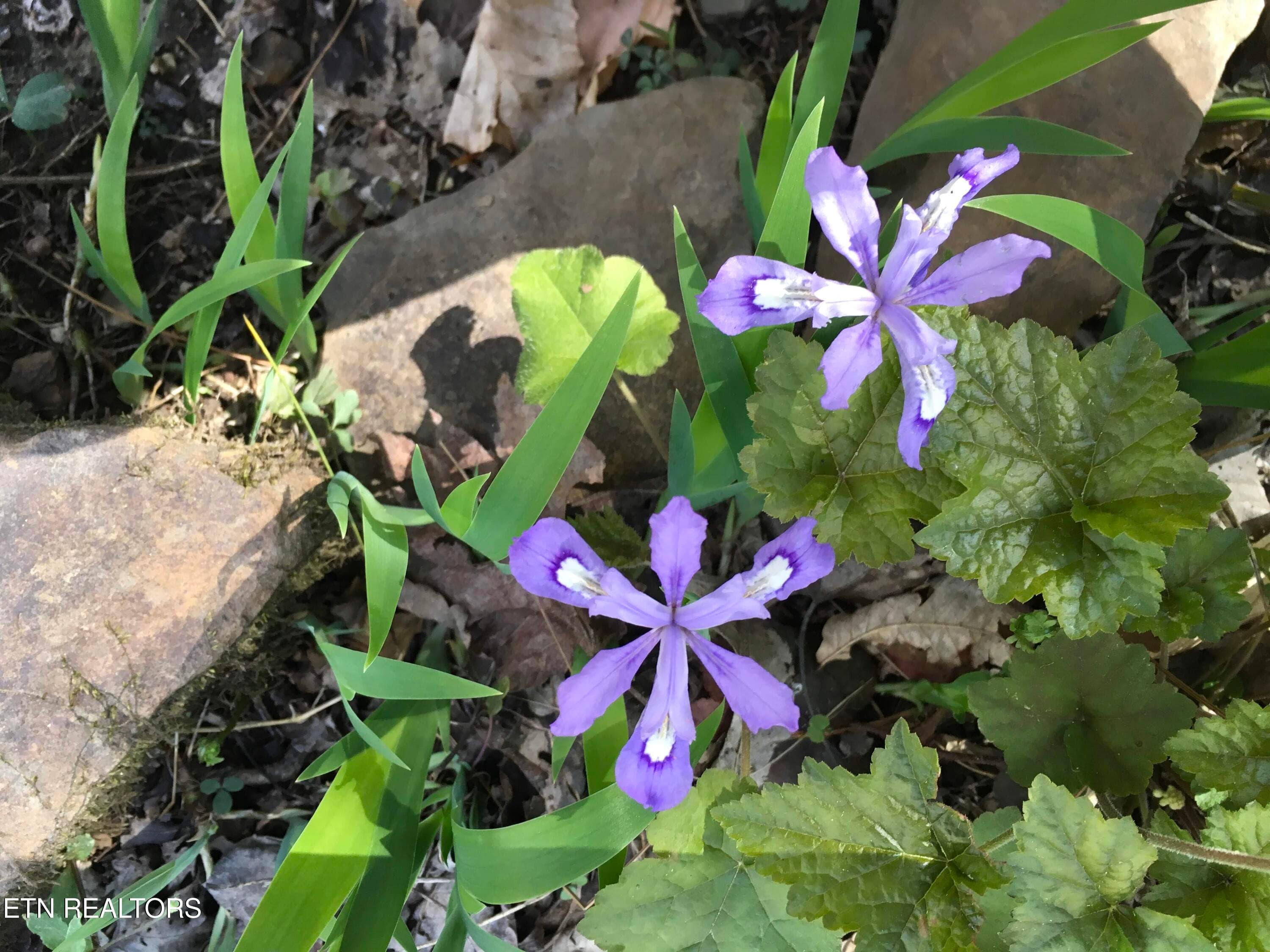 flowers - 755 Bear Branch Rd, Wartburg, TN 37887, Wartburg